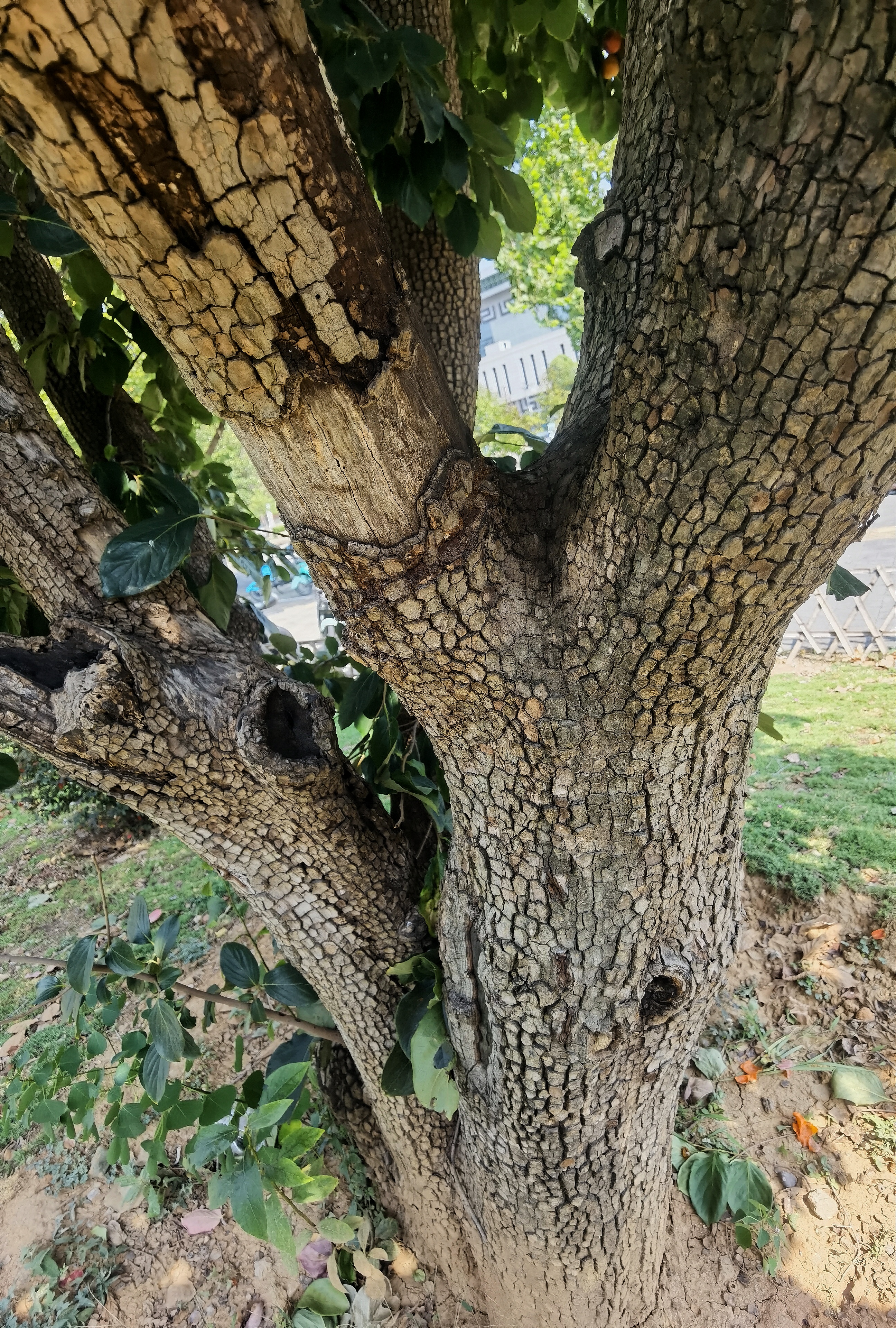 在洛阳市孟津区永平路一侧有棵大柿子树,从树干和老树皮上能看出来