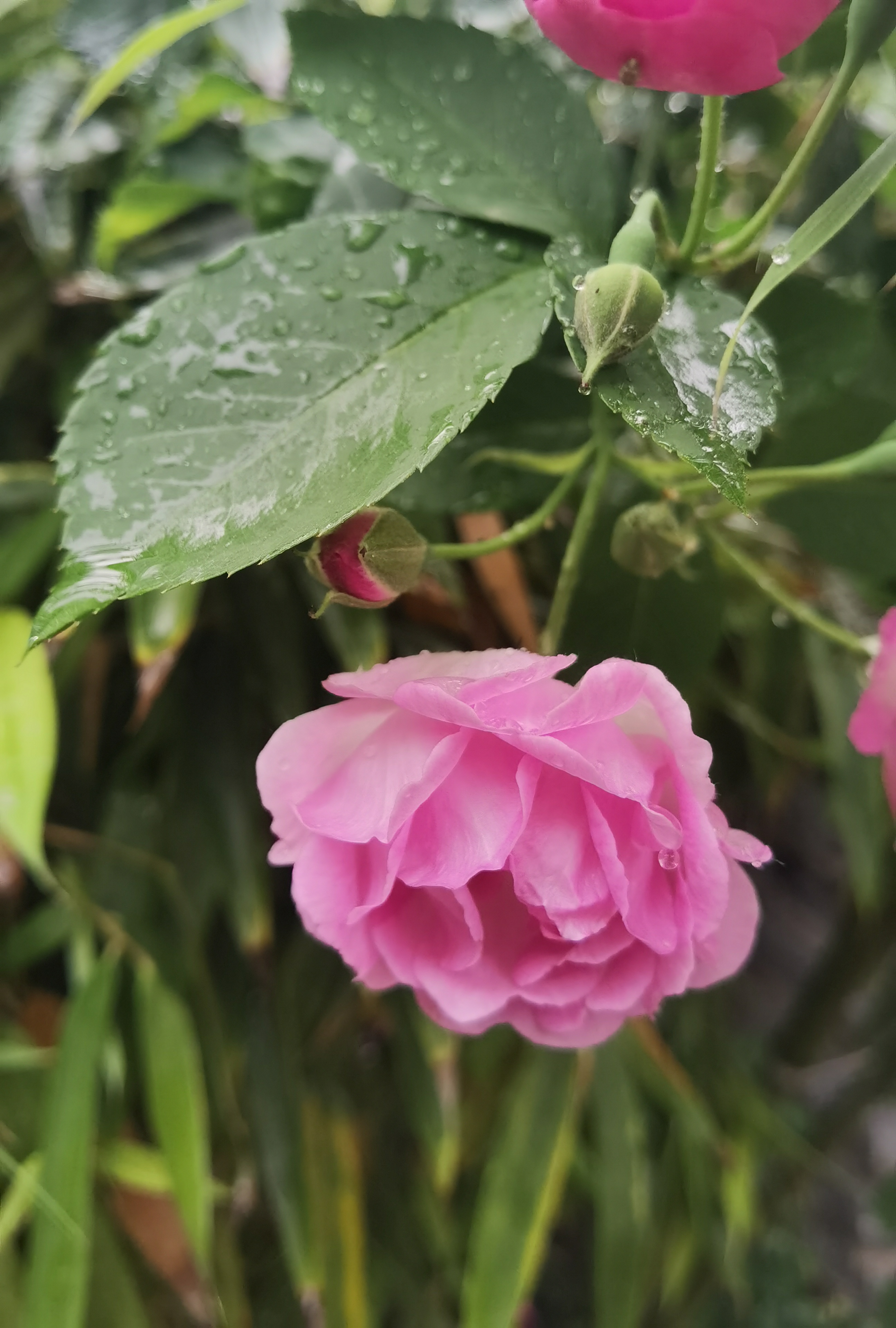 雨中花图片蔷薇图片