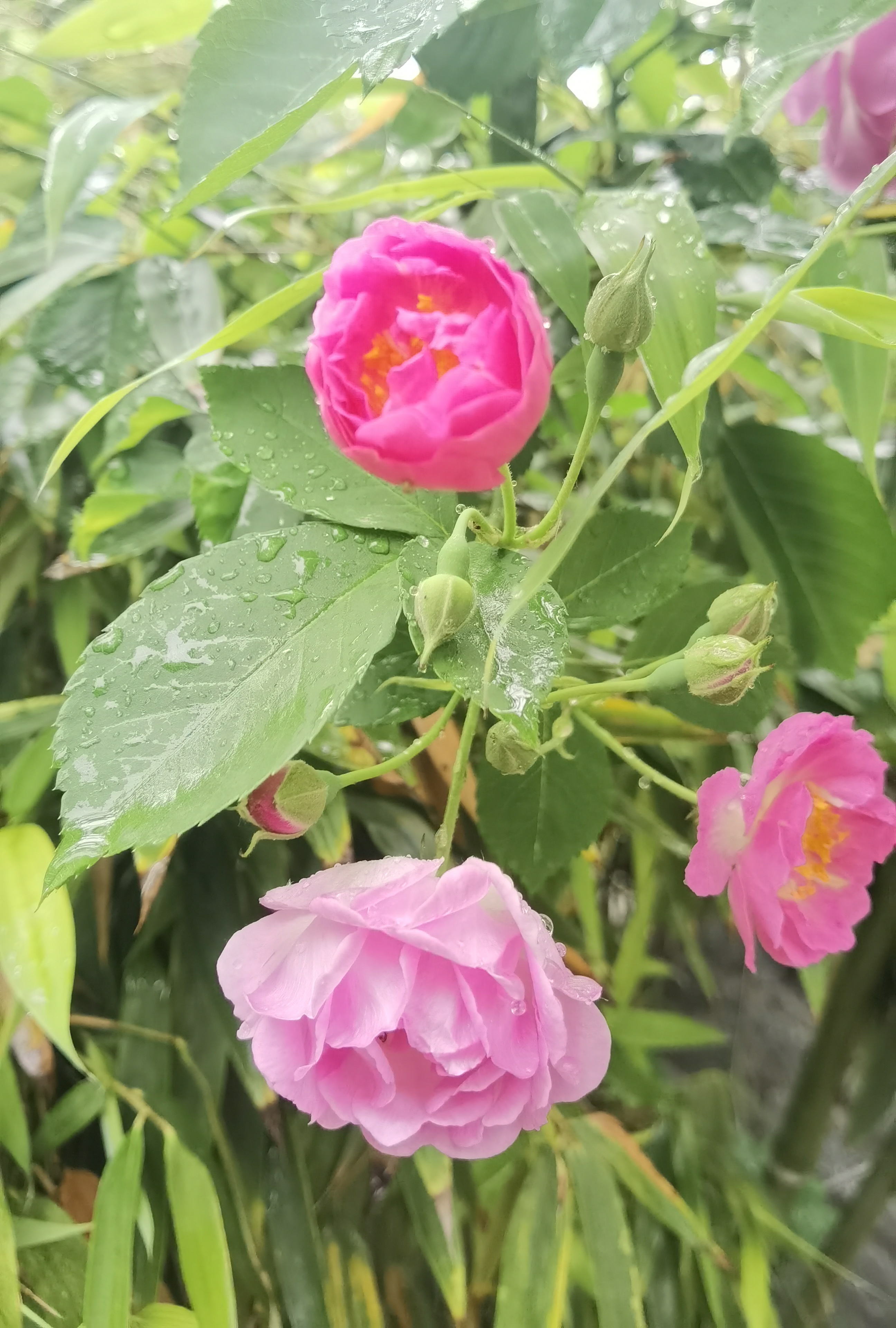 雨中花图片蔷薇图片