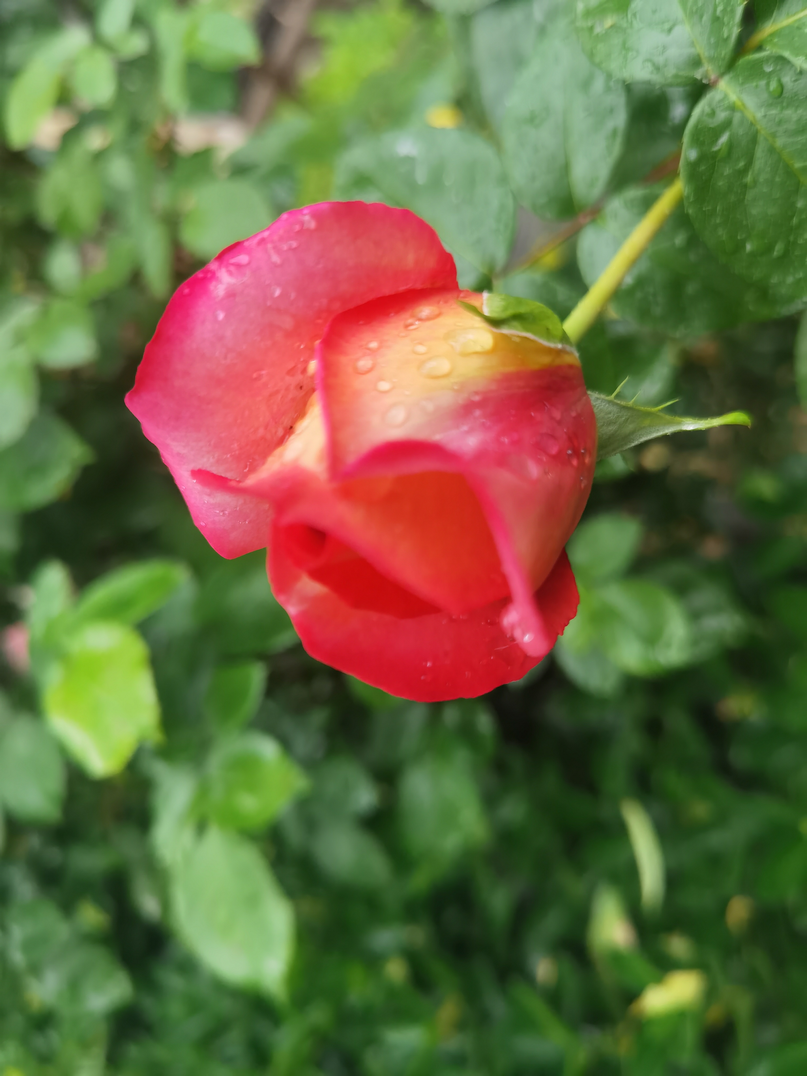 雨中花图片蔷薇图片