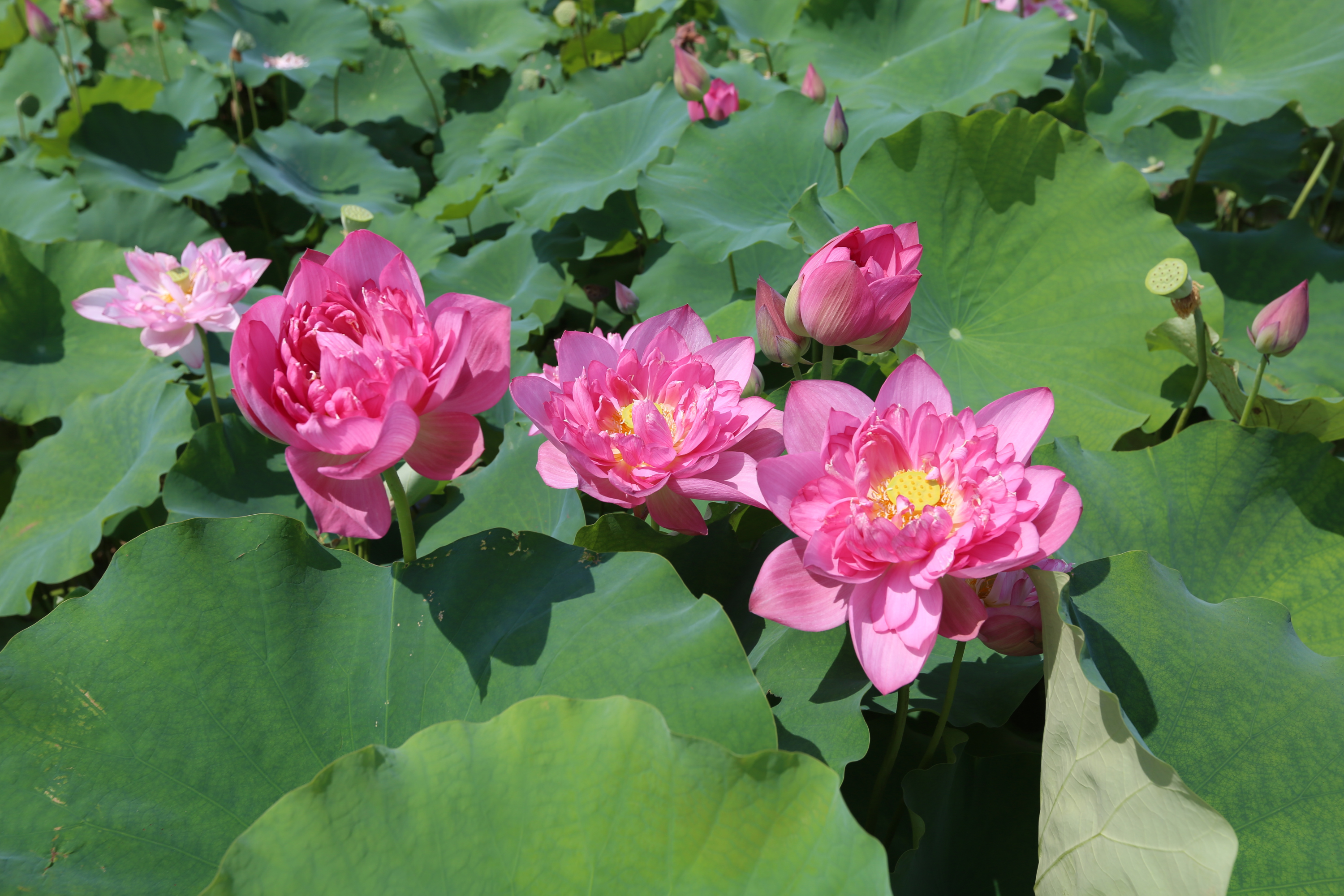 荷美覃塘,美醉八方,3000亩荷塘300种荷花竞相开放,这就是传说中的"醉"