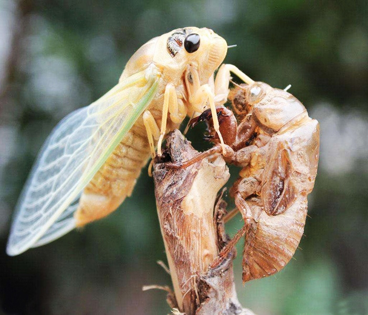 生命的蜕变过程,蝉蜕下的壳,见证了夏天的成长. #大自然