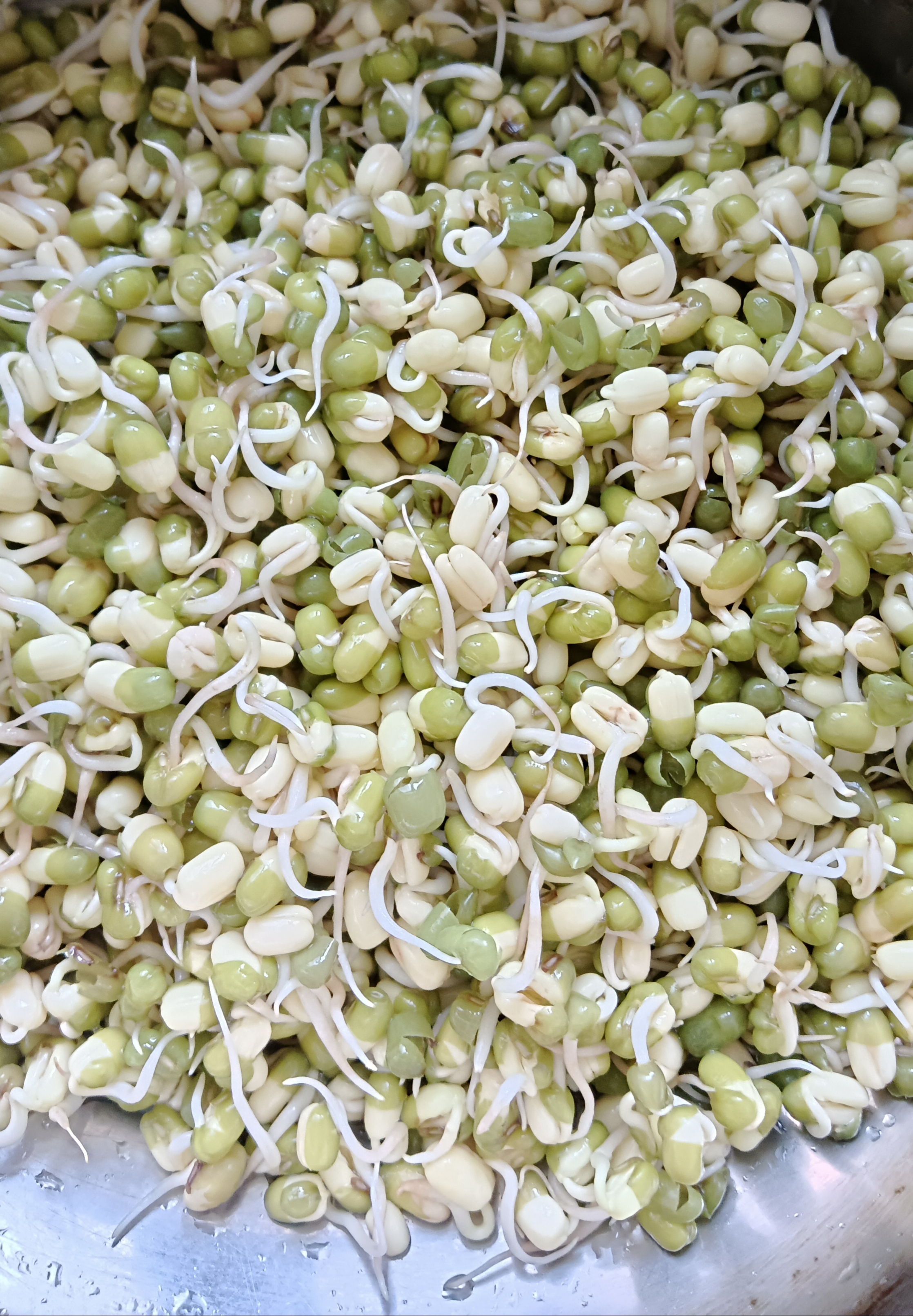 又失望了,我生的绿豆芽怎么每次都那么瘦小呀?