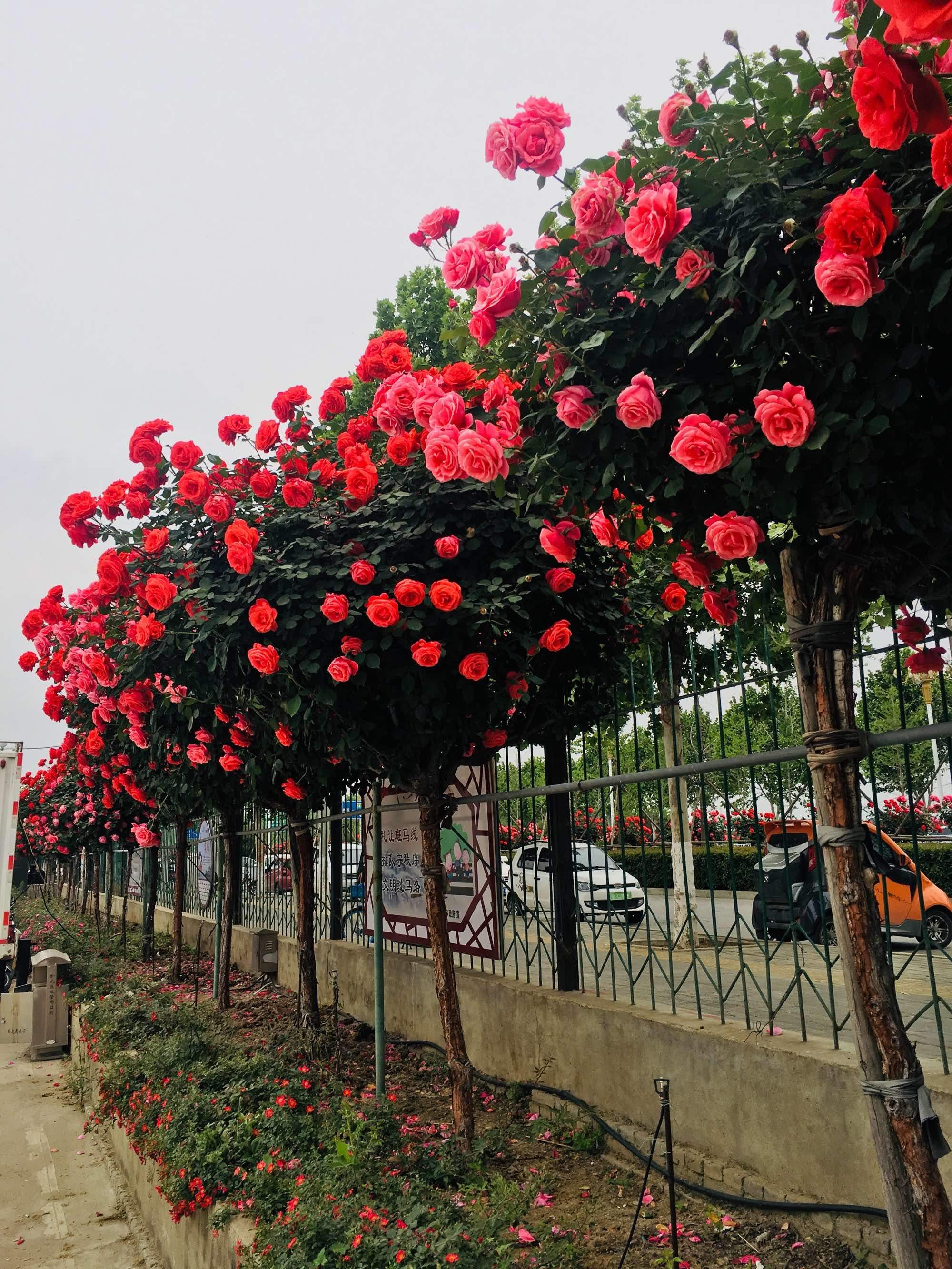 南阳市花月季花树,每年的月季花节,大街小巷随处可见盛开月季花