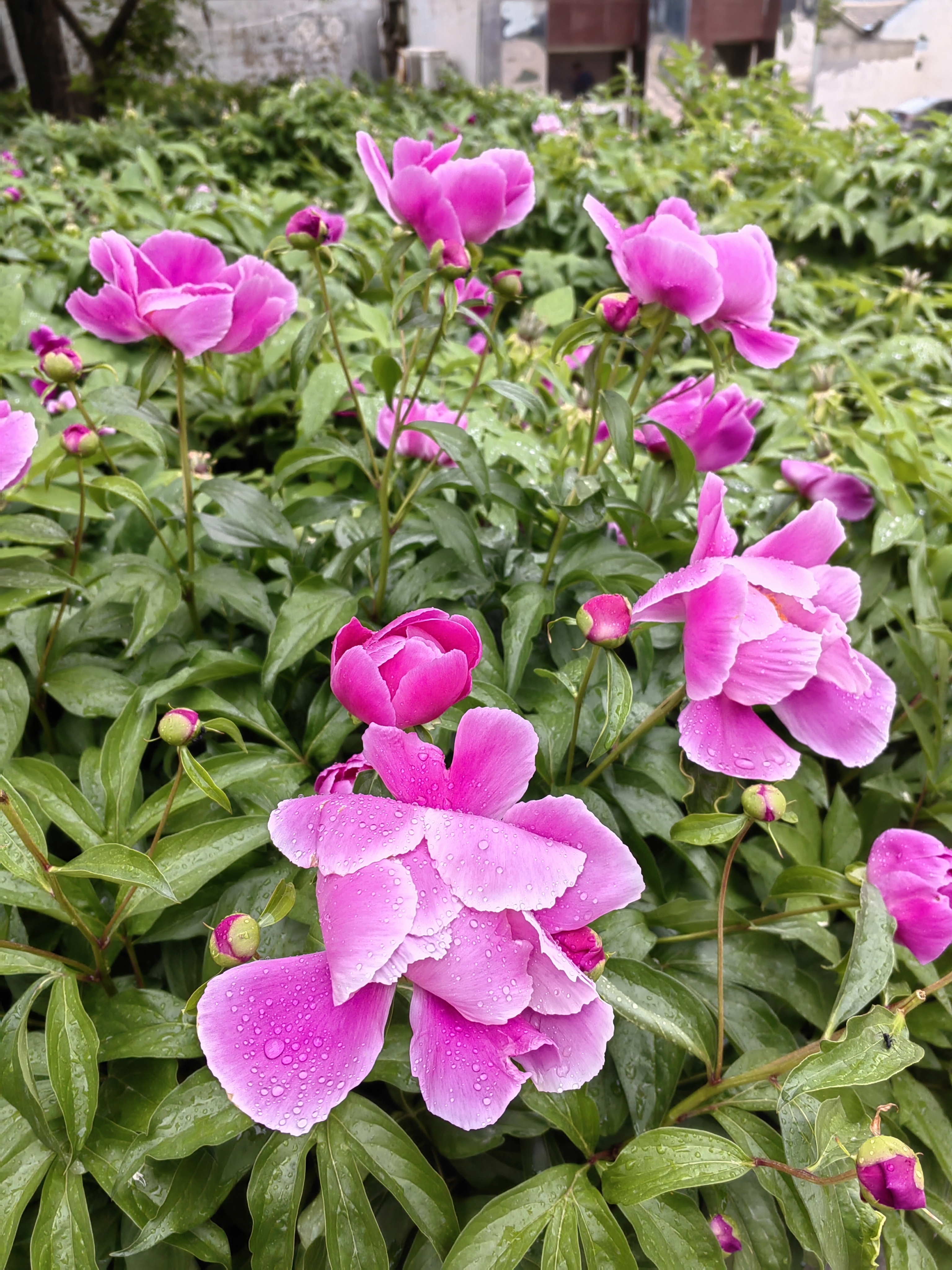 陈巷芍药花图片