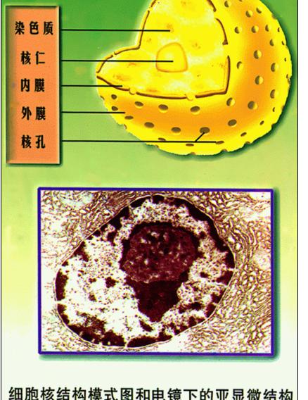 细胞核的结构模式