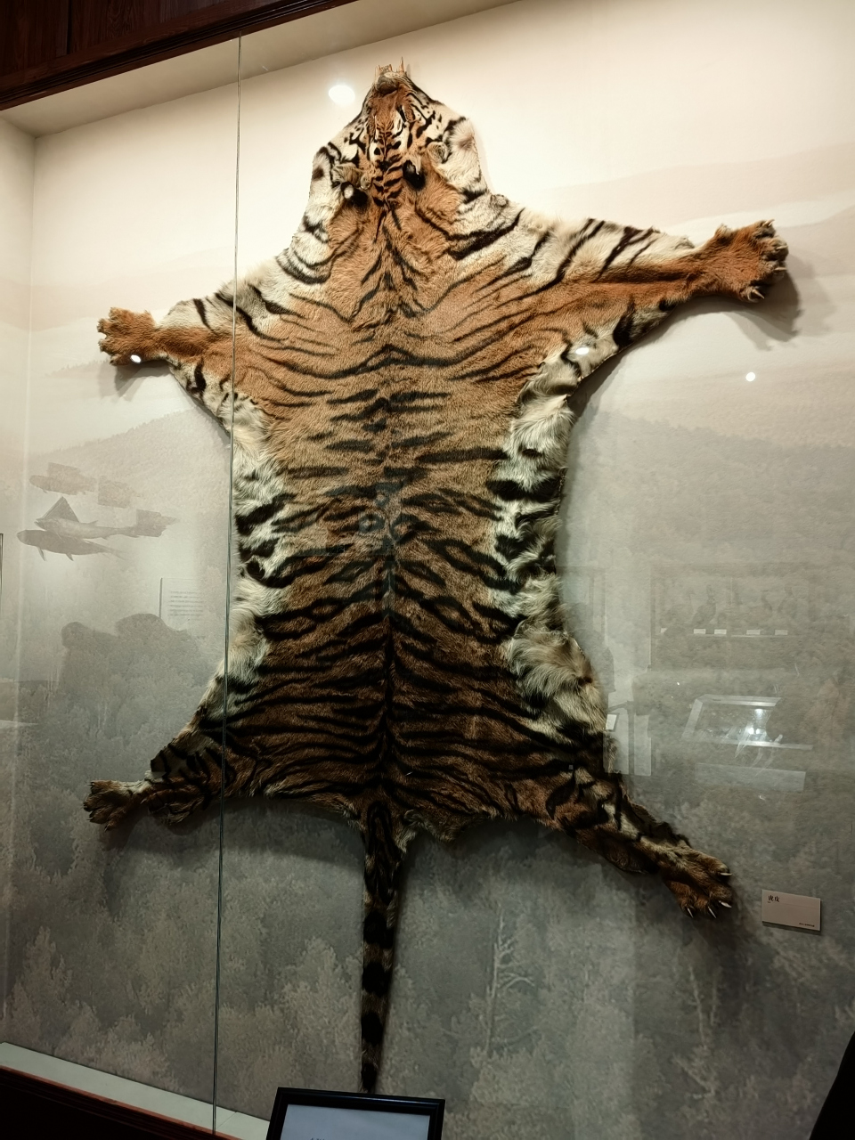 虎皮只会出现在影视作品中,但这个是真的! 这张标本制作于 1928 年.