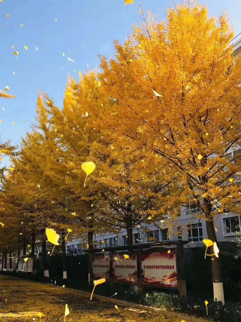 金叶飞舞,有时会挺羡慕北方,四季分明,年复一年,成为了地球自然规律.