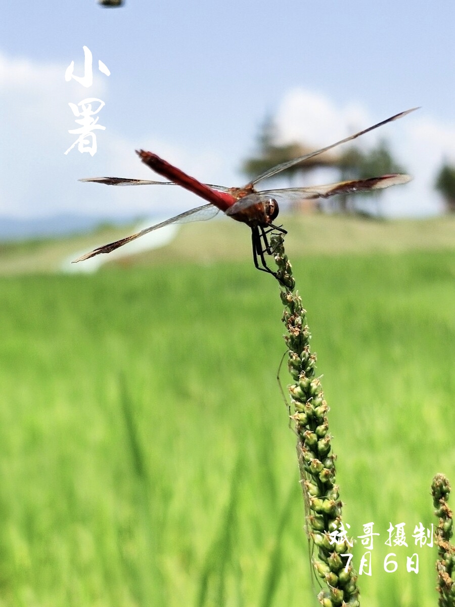 《今日小暑》 图文/斌哥 (一) 季夏时节今小暑 骄阳似火卧热虎 早晚