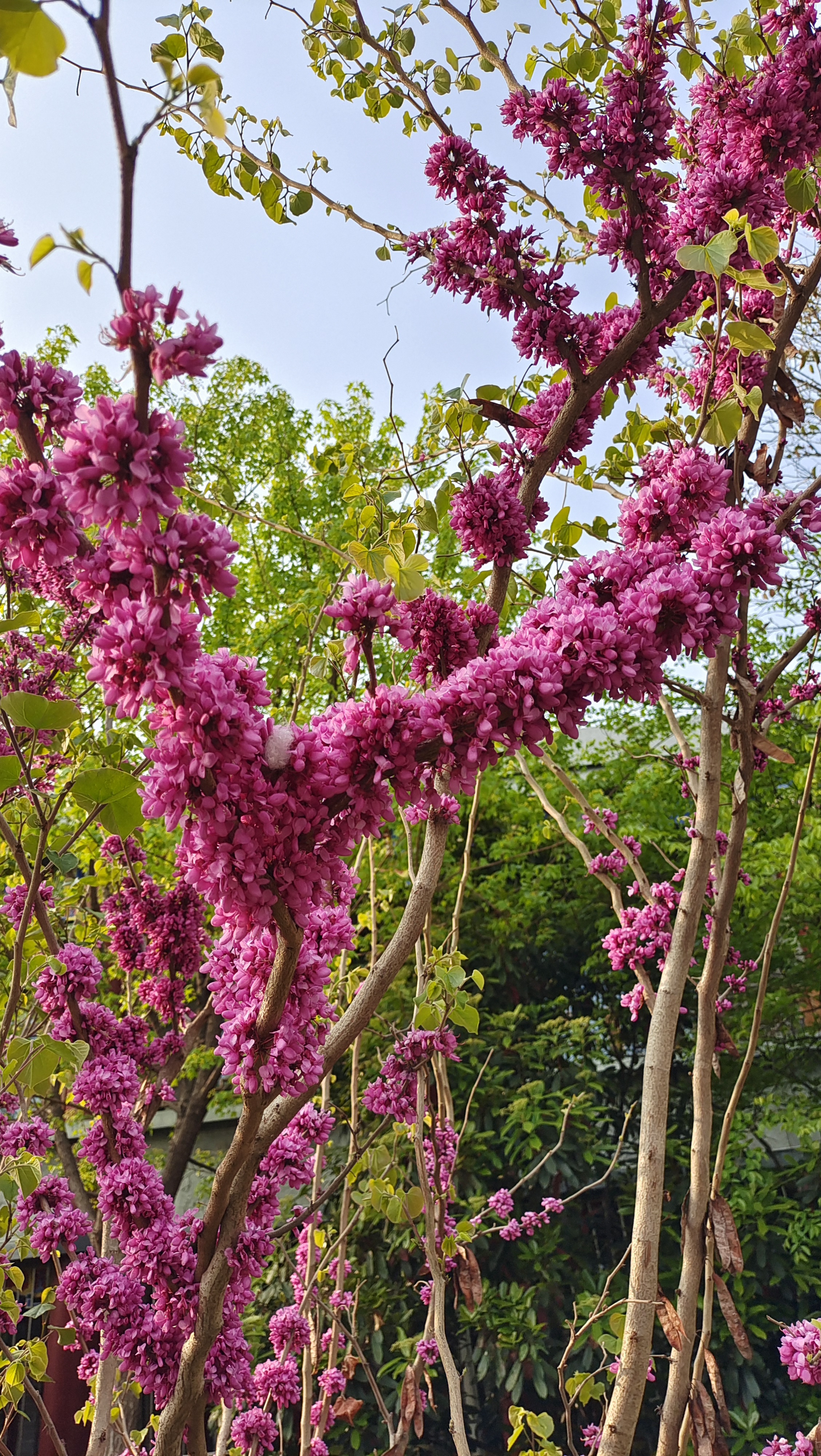 春天的植物介绍图片