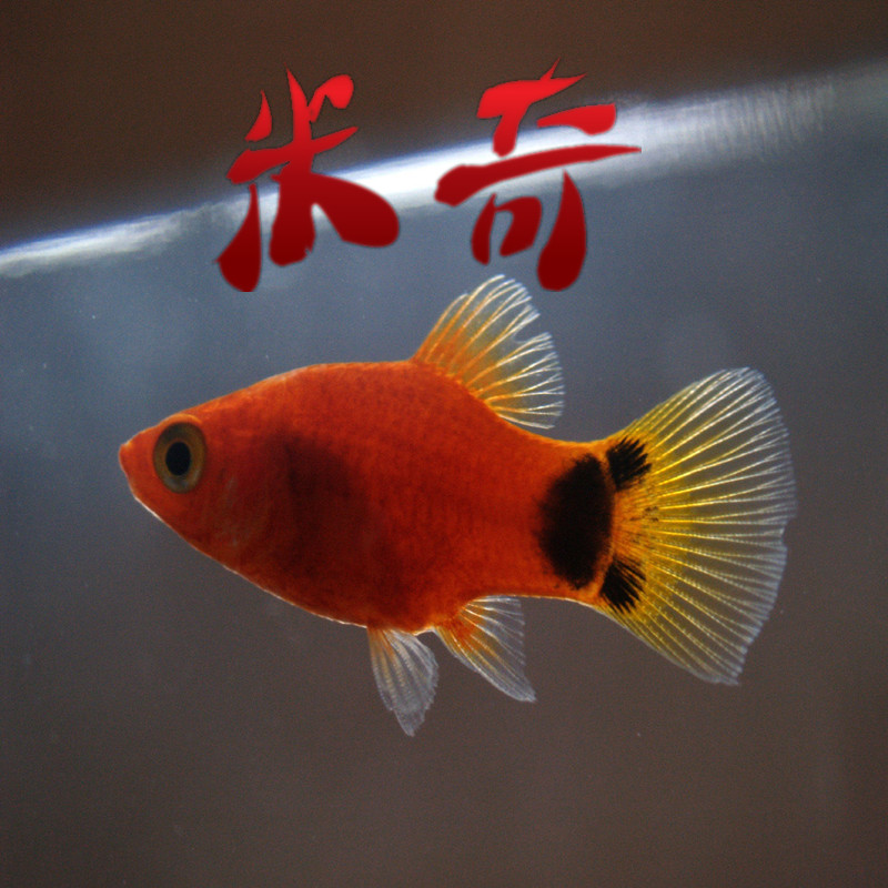 米奇鱼好养活吗# 米奇鱼(又称月光鱼或剑尾鱼)是一种相对容易饲训的