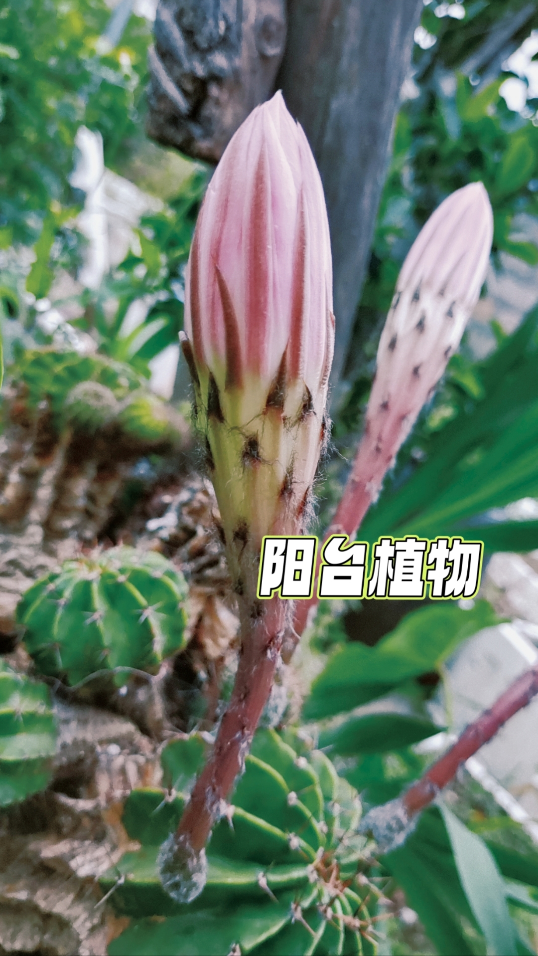 假期摄影大赛#  记录仙人掌的开花过程.
