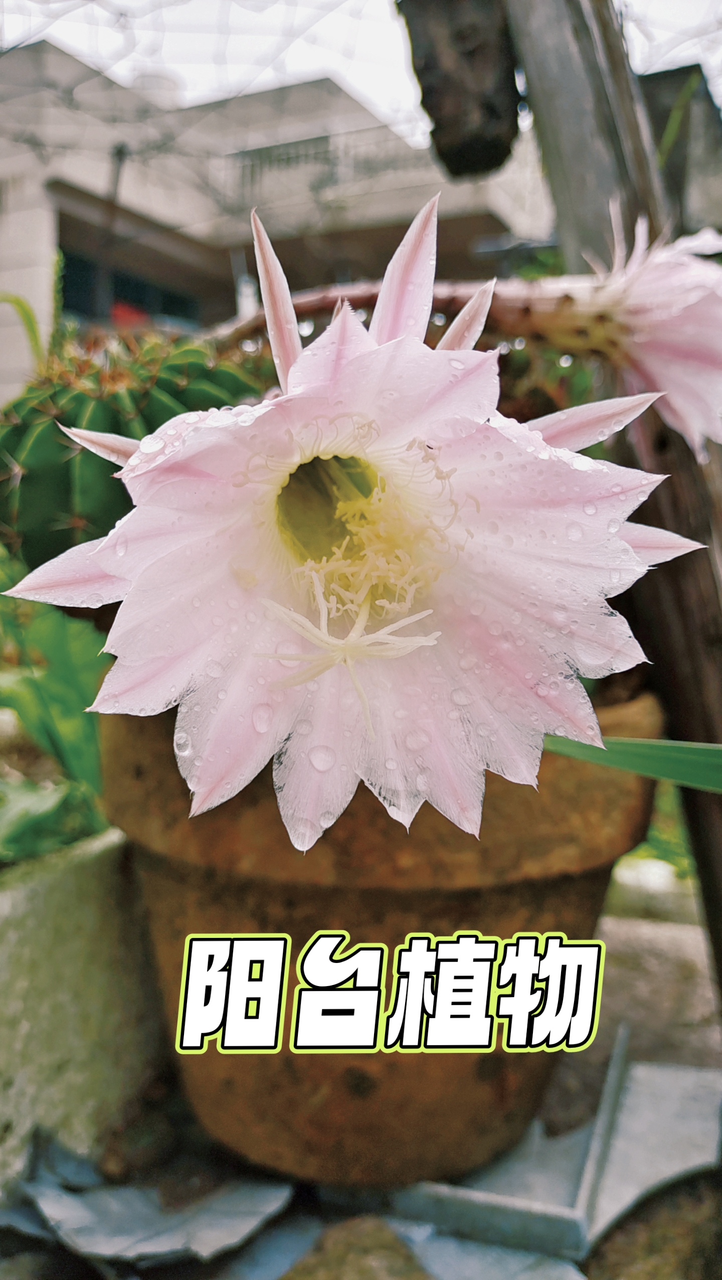 假期摄影大赛#  记录仙人掌的开花过程.