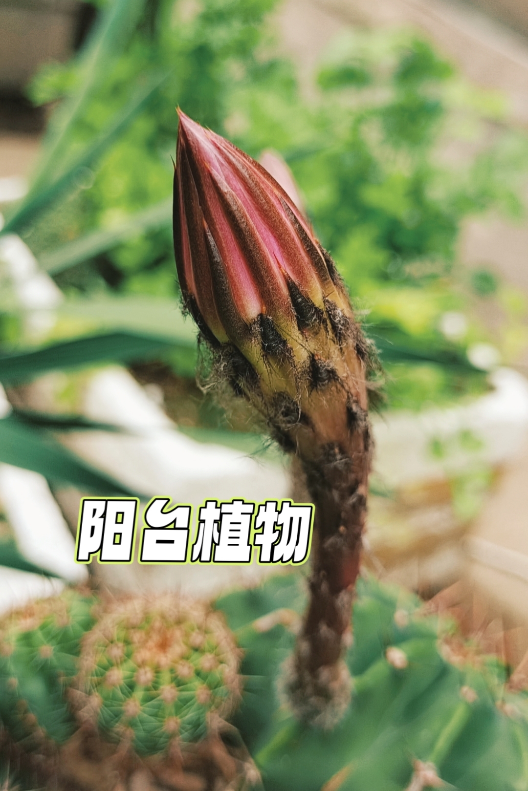 假期摄影大赛#  记录仙人掌的开花过程.