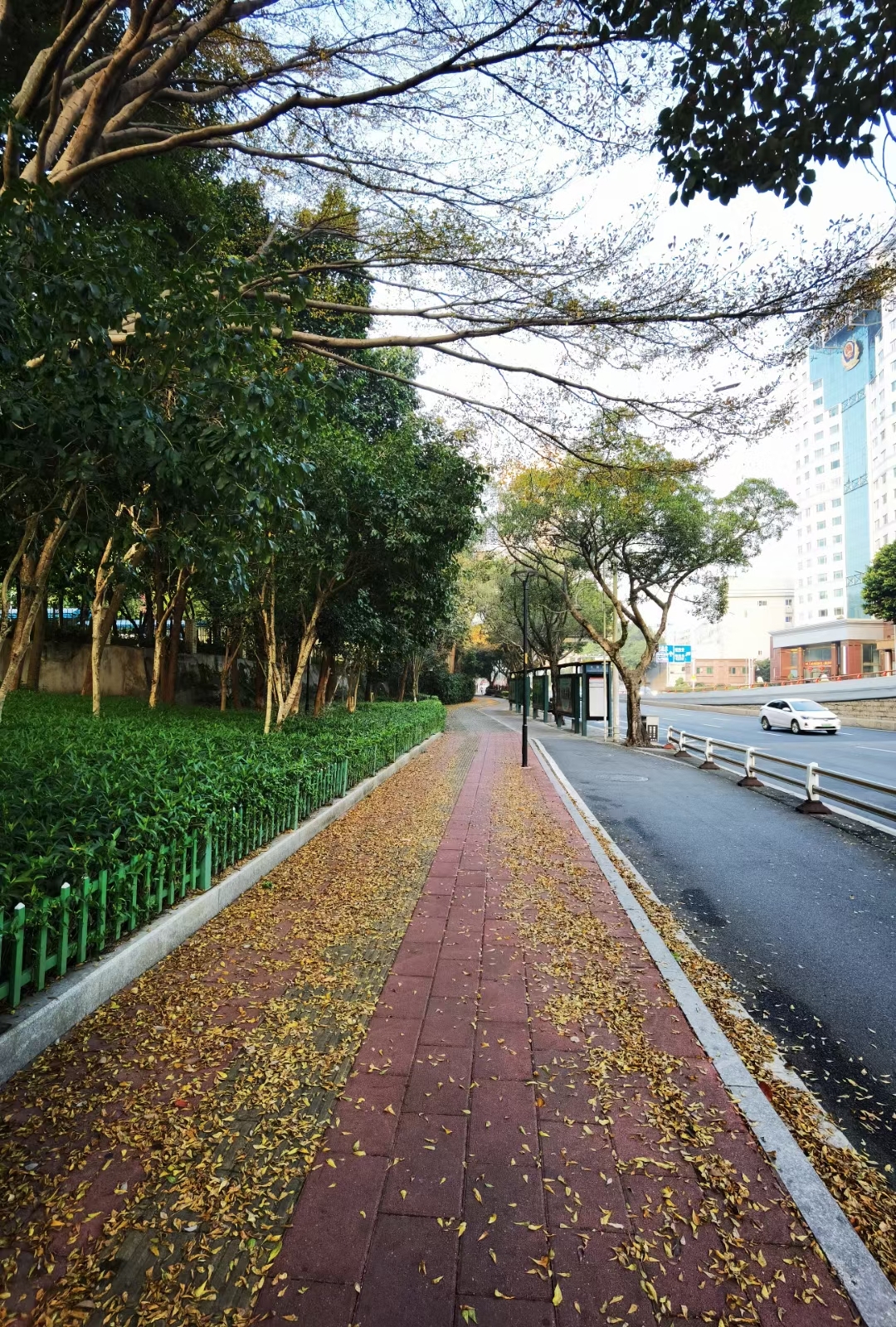 冬晨  晨起,依旧小区周边散步,在福州的早春里,仿佛闻到了秋天的味道