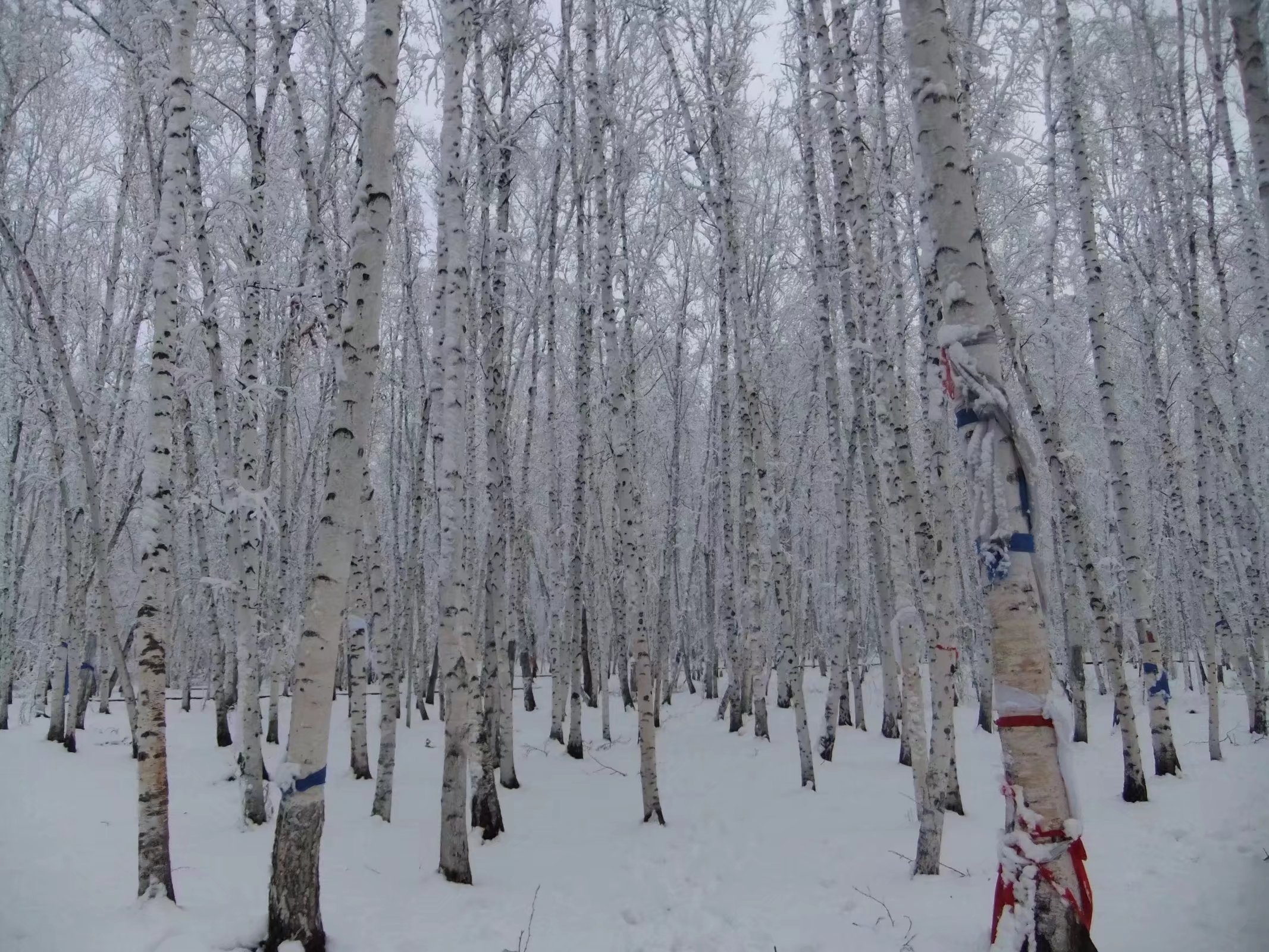 白桦  静静的村庄飘着白的雪,阴霾的天空下鸽子飞翔