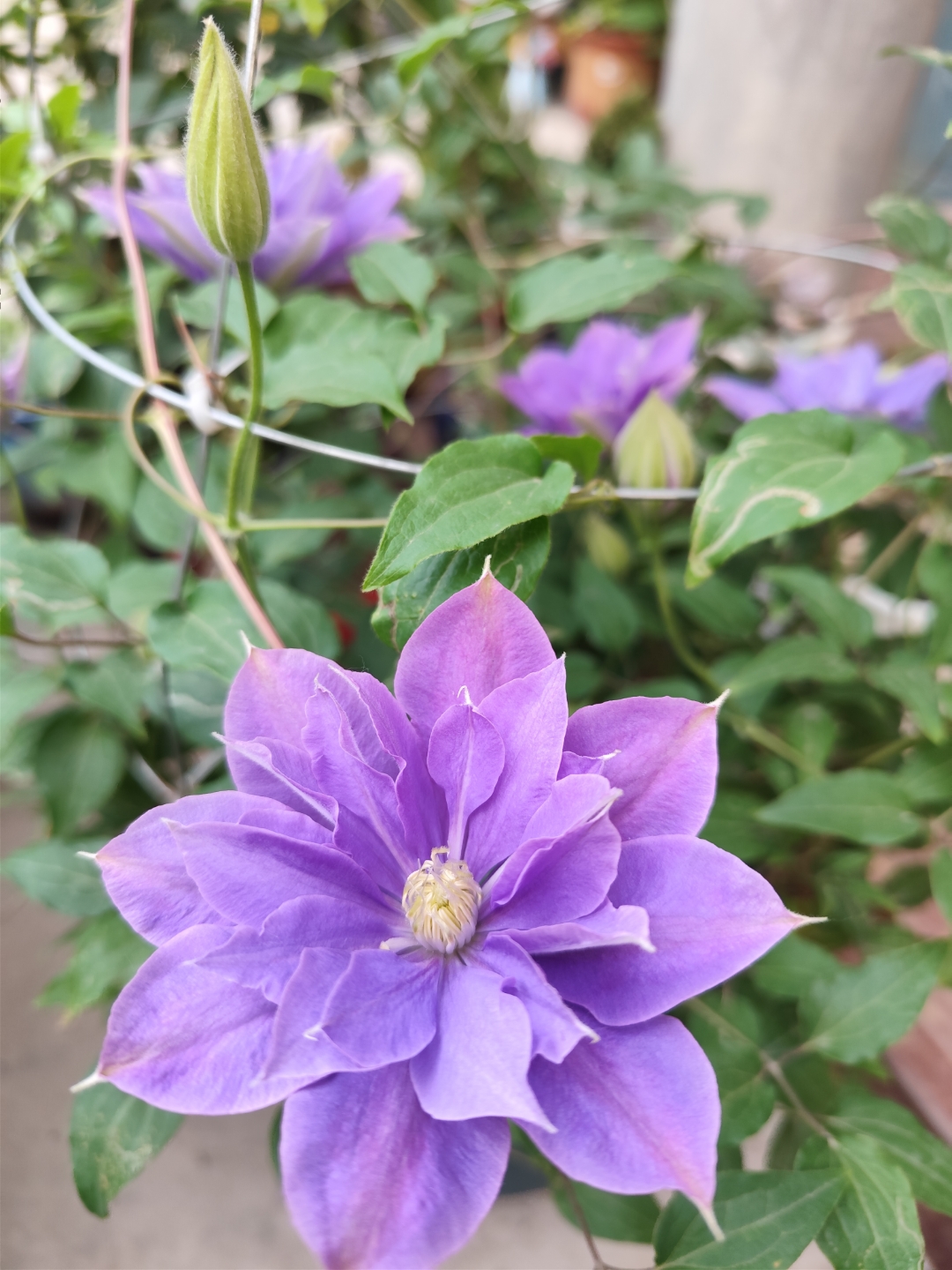 9096初见这株紫色铁线莲,就被它独特的色彩所吸引.