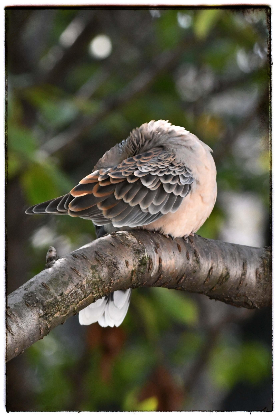 这只小鸟在树枝上睡着了,真是个安静的美梦制造者