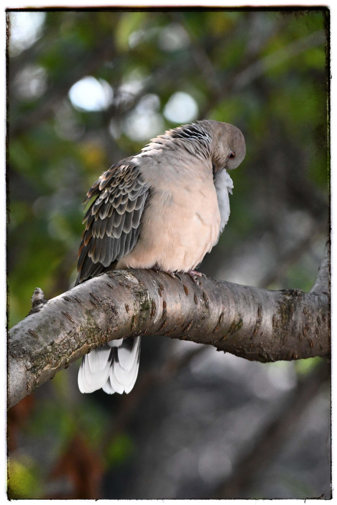 这只小鸟在树枝上睡着了,真是个安静的美梦制造者