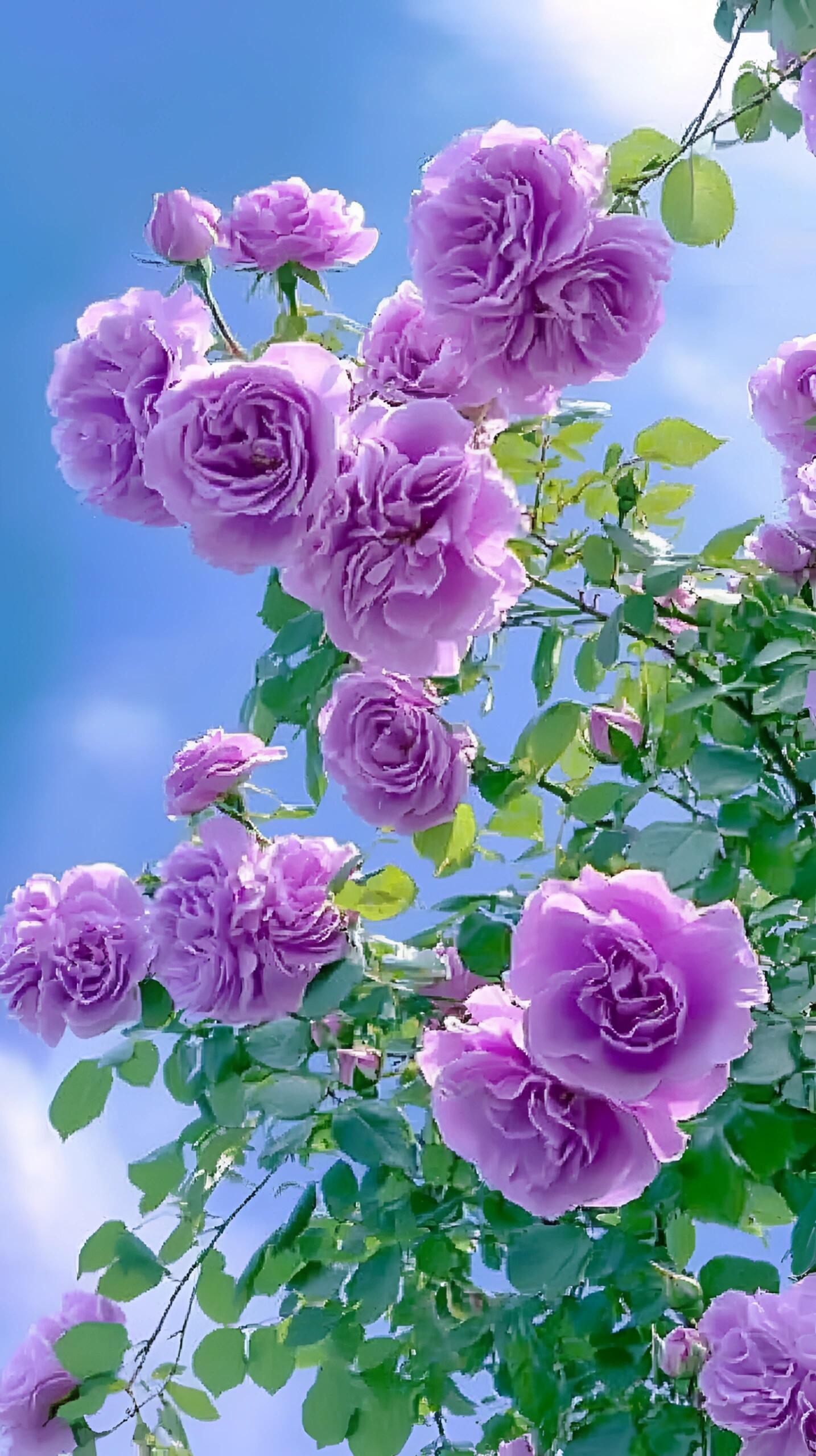 在晴朗的蓝天映衬下,紫月季花绽放得如此绚烂,仿佛是