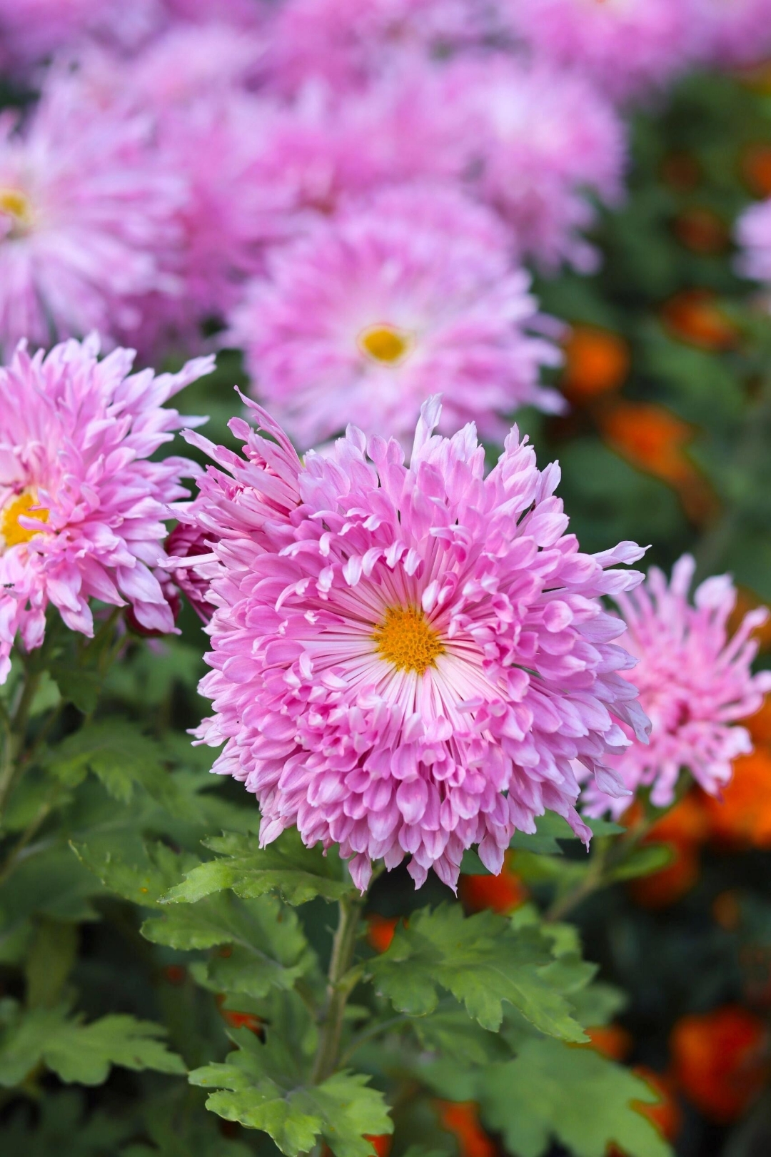 秋天里各种凋菊花盛开,它独领风骚,温暖了秋日的凉意