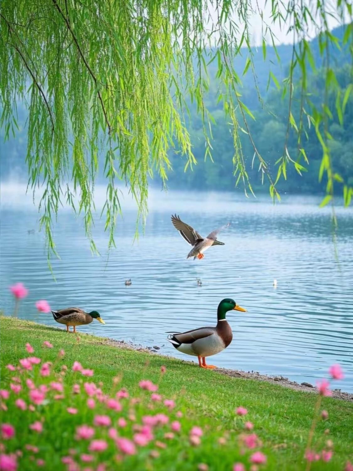 春天湖边的早晨,粉色的花,飞翔的鸟,还有鸭子一家三口,真是个遛弯儿的