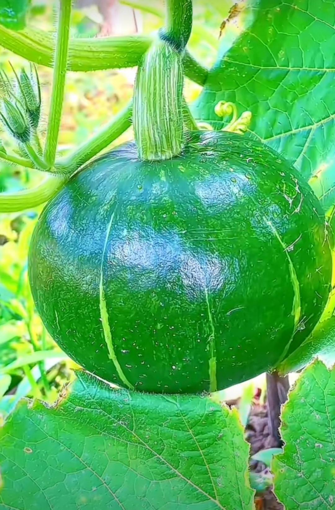 这个绿色南瓜真的太美啦!