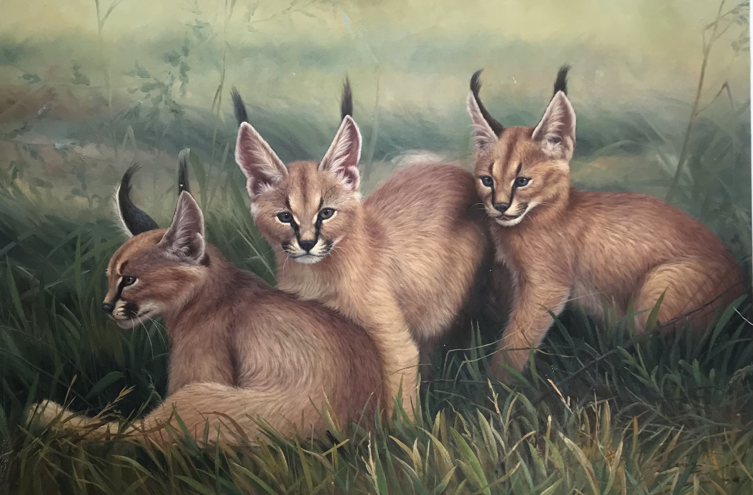 手绘写实动物油画《狸猫》