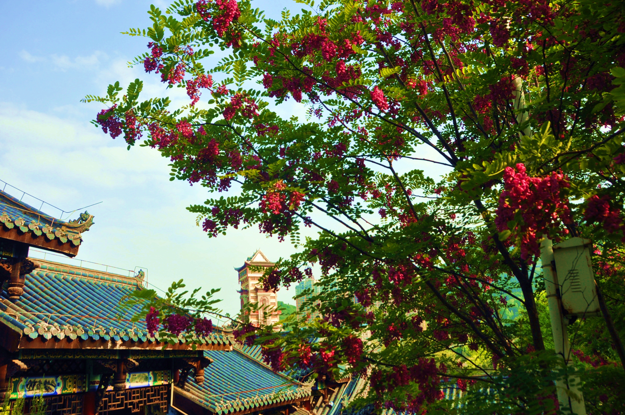 红槐花开 夺目红花千树开,如云似火放光彩