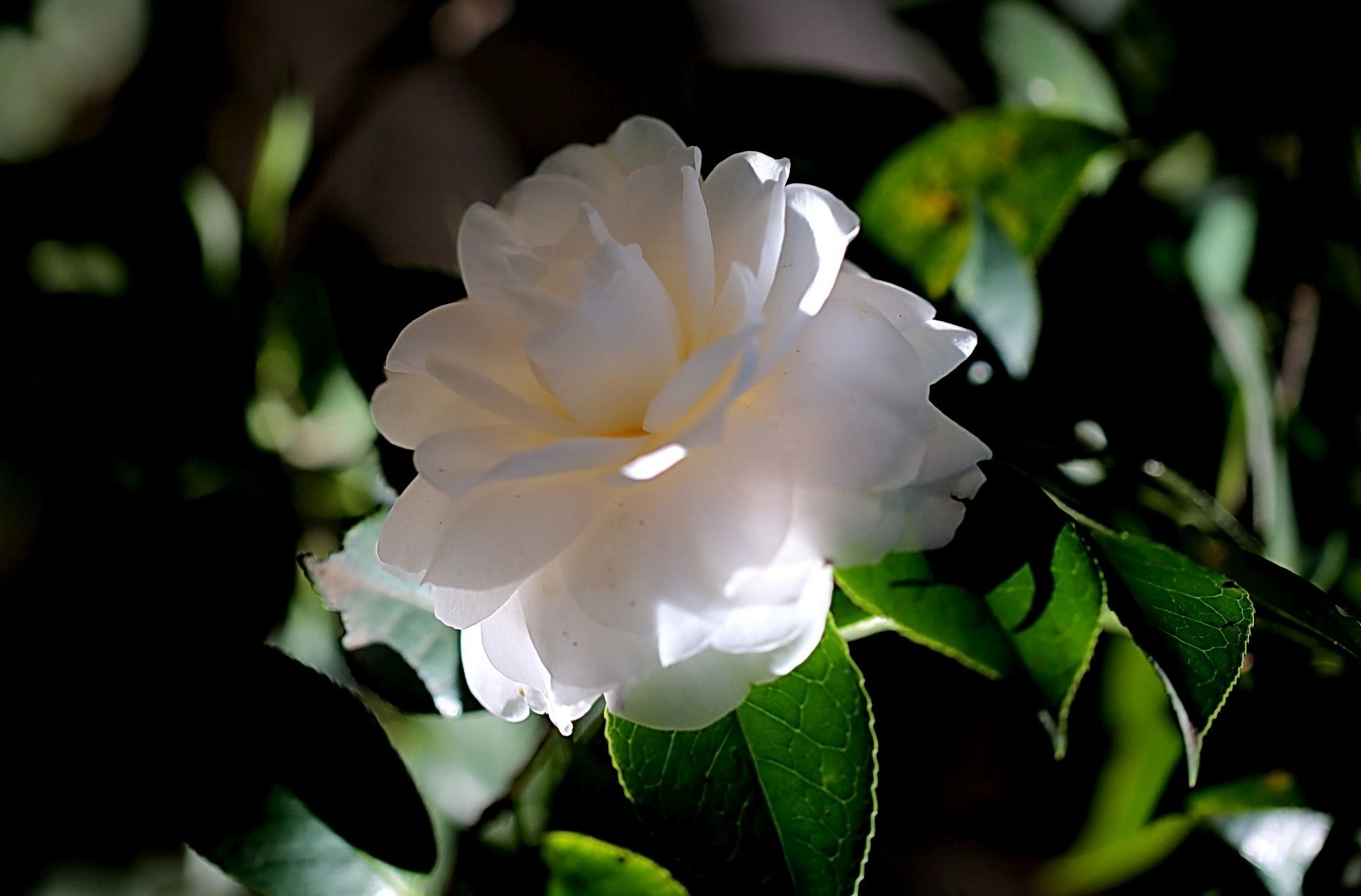 白山茶 素面青群笑靥甜,沐霜饮露寒日鲜; 出生名门肤若雪,来自旺族骨