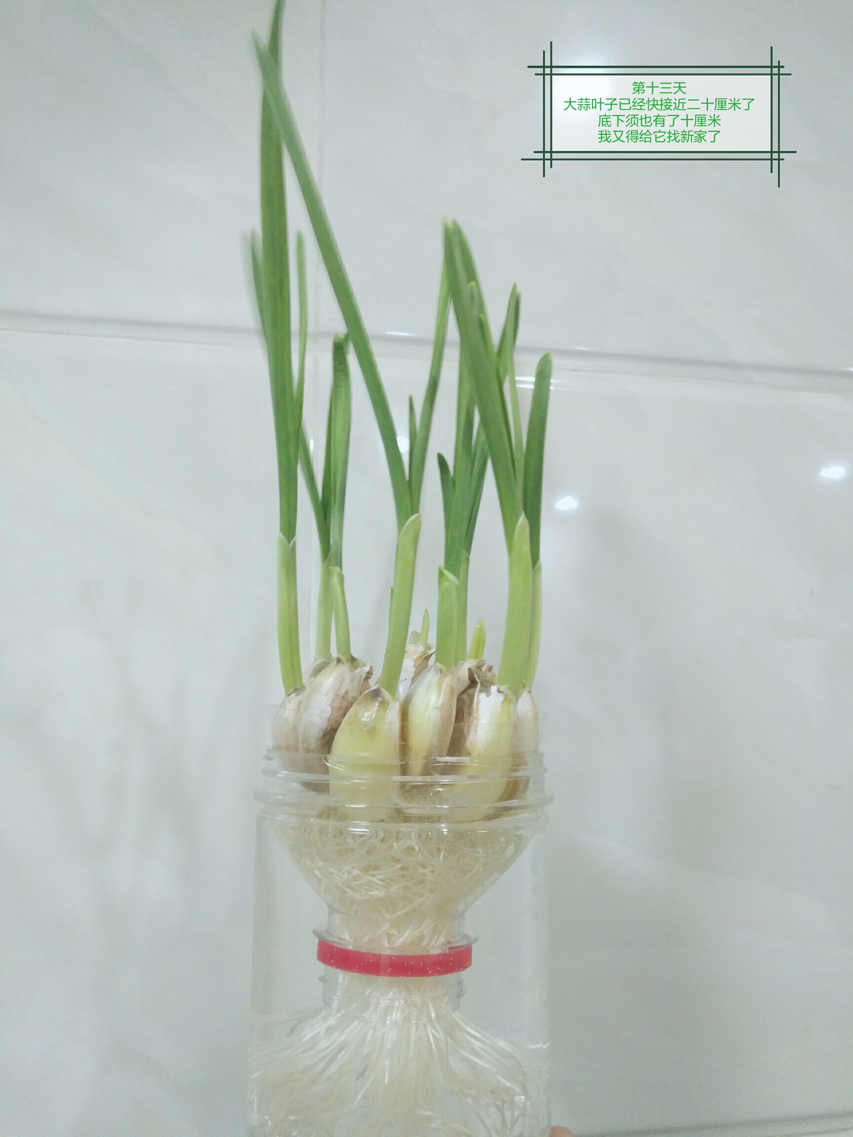 观察日记:水培大蒜 第十三天 我今天给大蒜换了干净的水,白白的胡须