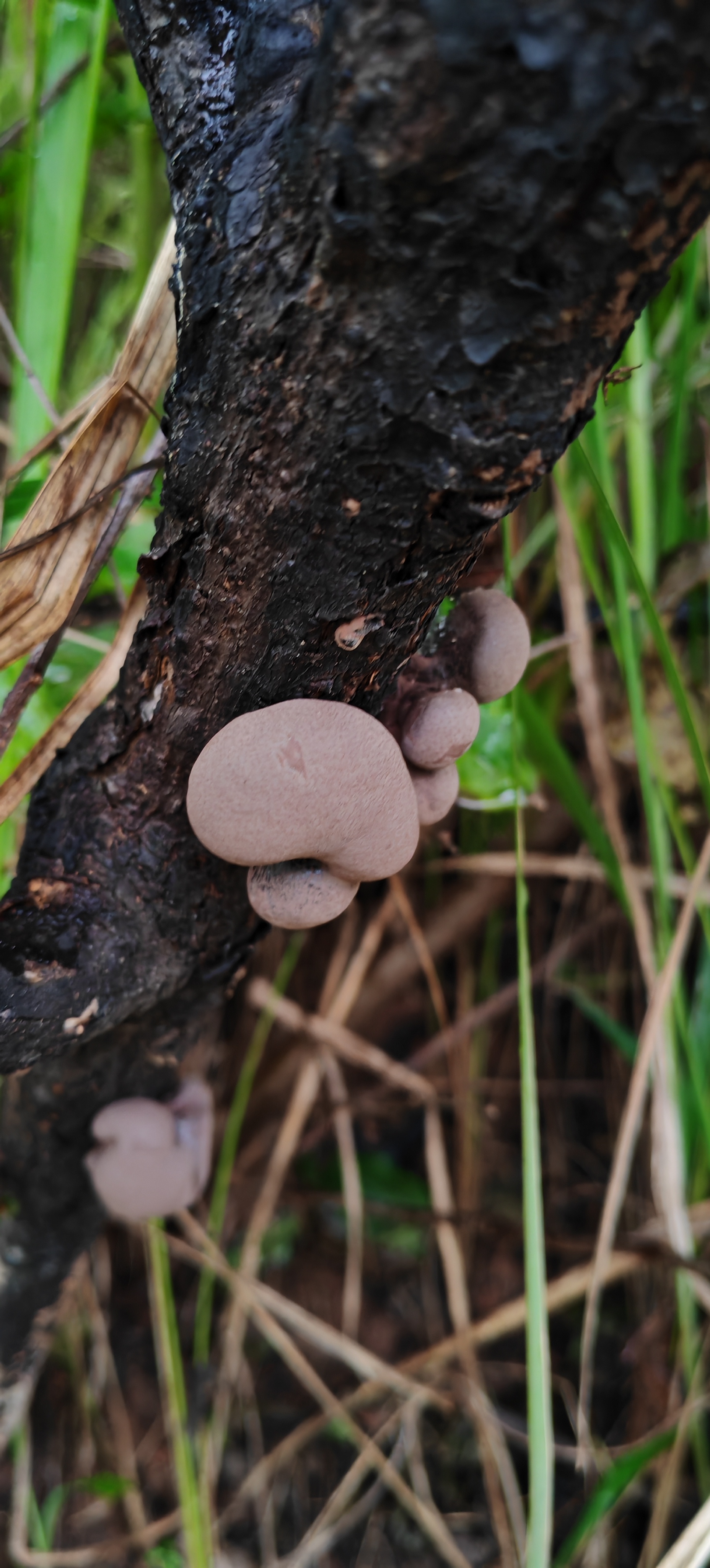 图片为马桑树上长的为是球型灵芝,求解广大度友