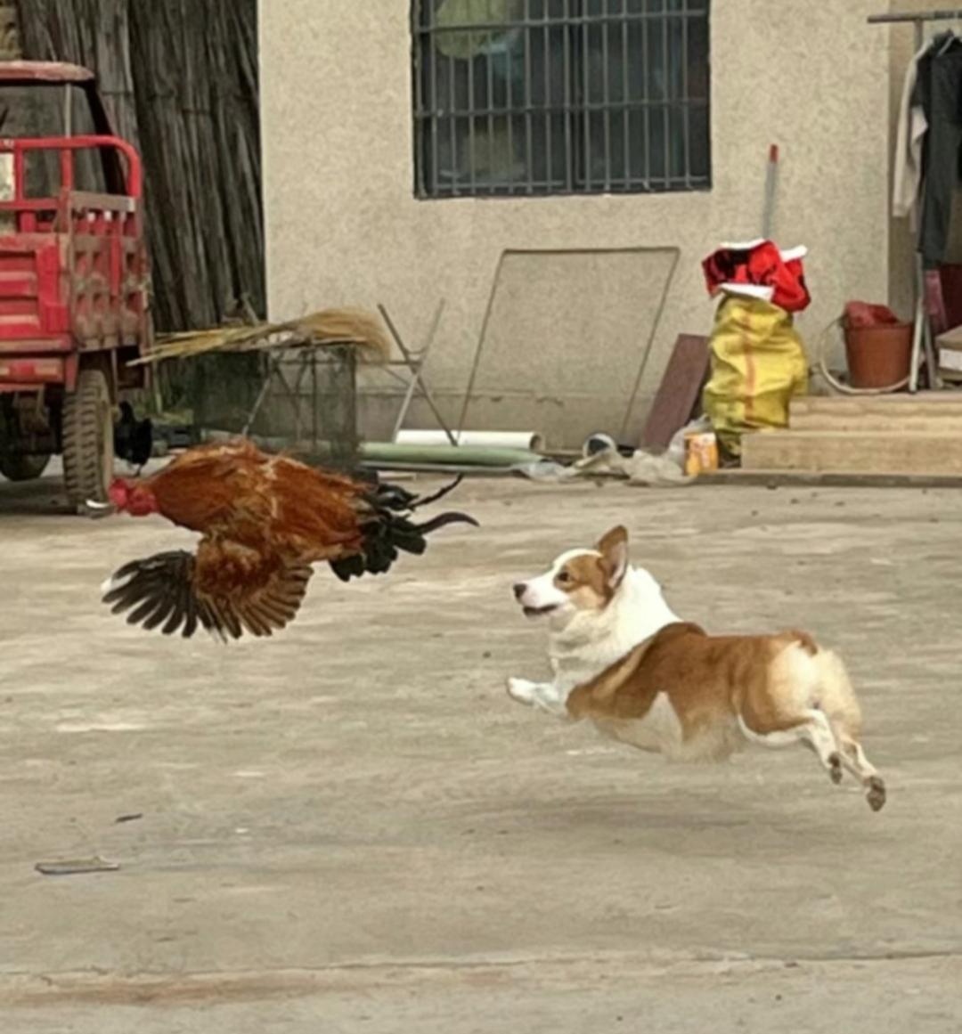 看图造成语:鸡犬升天;鸡犬不宁;鸡飞狗跳…,还有吗?