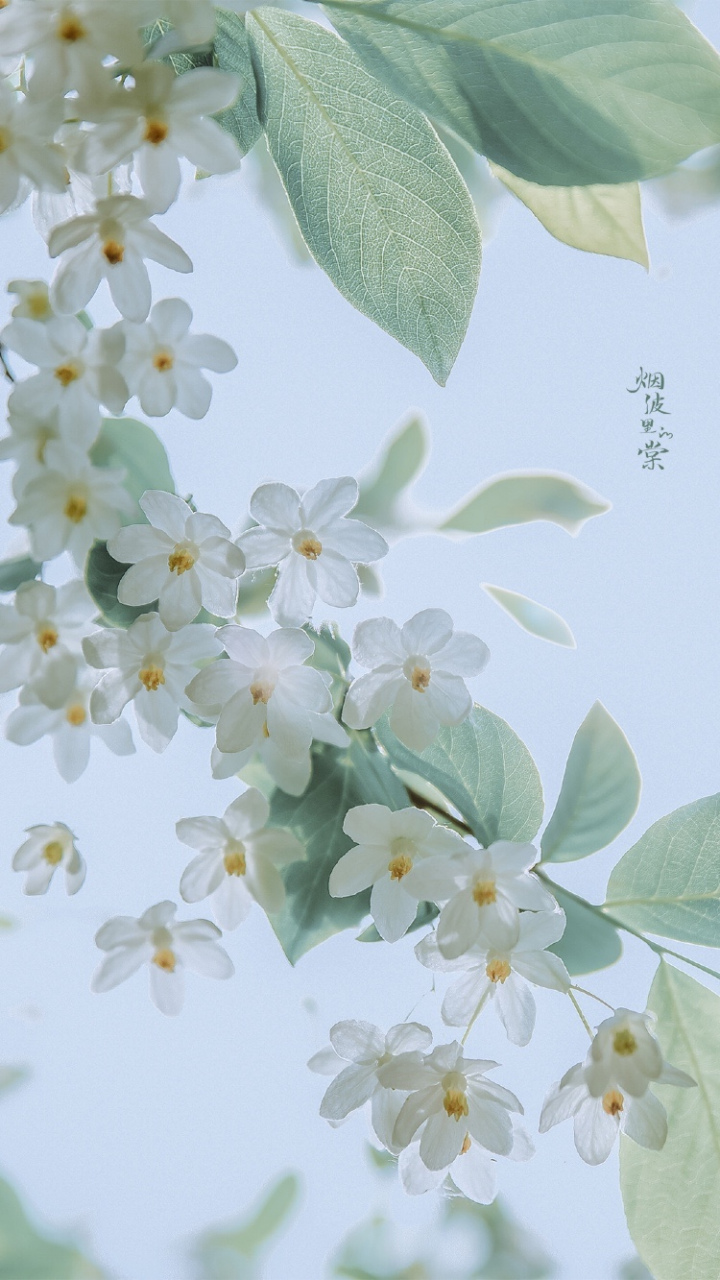 秤锤树 摄影:烟波里的棠