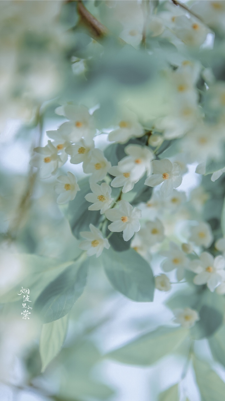 秤锤树 摄影:烟波里的棠