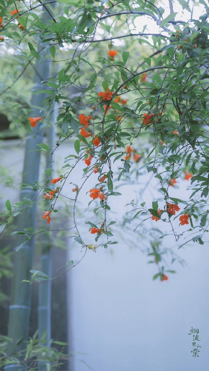 摄影/烟波里的棠