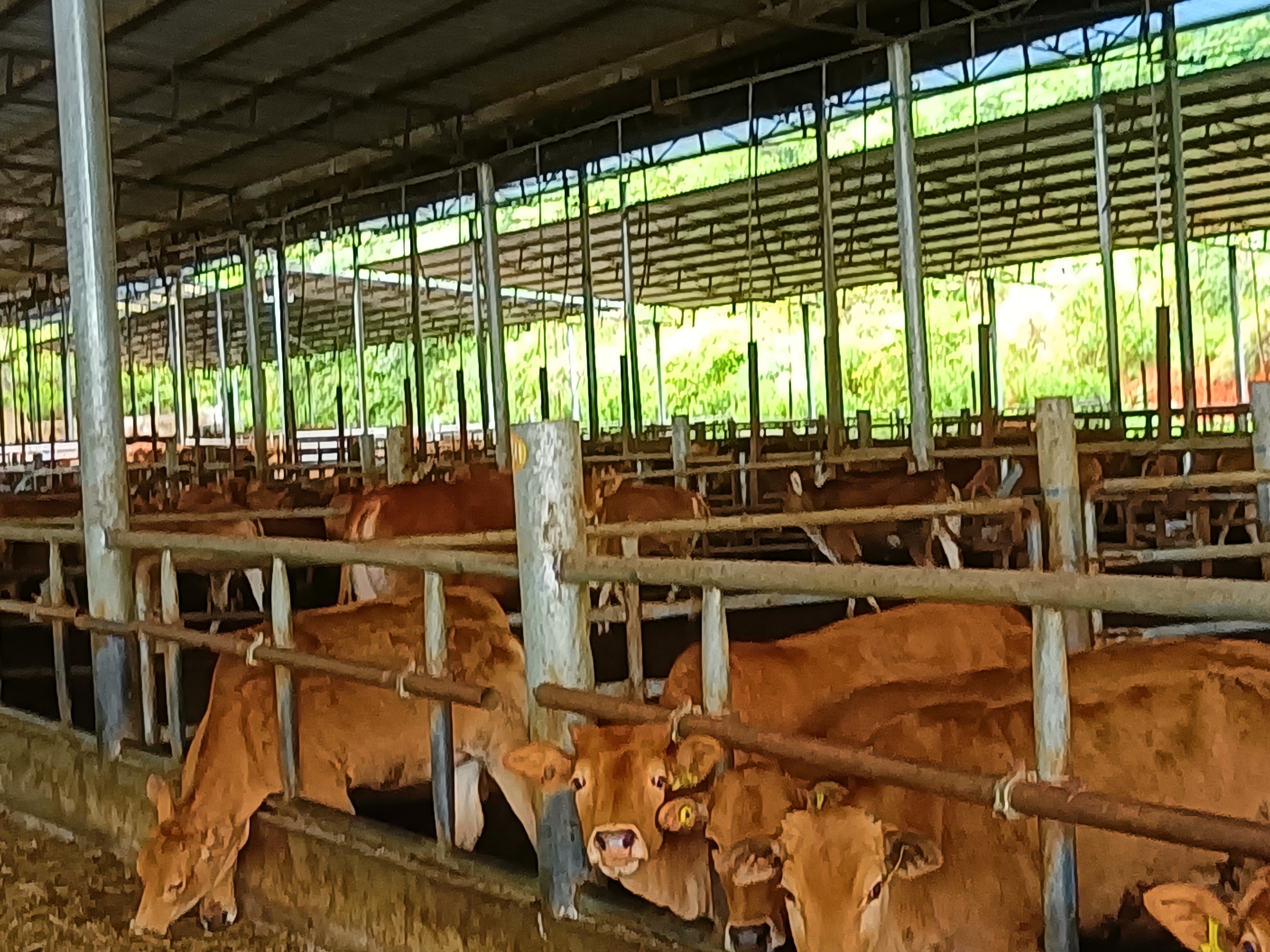 云南广南县高峰牛.