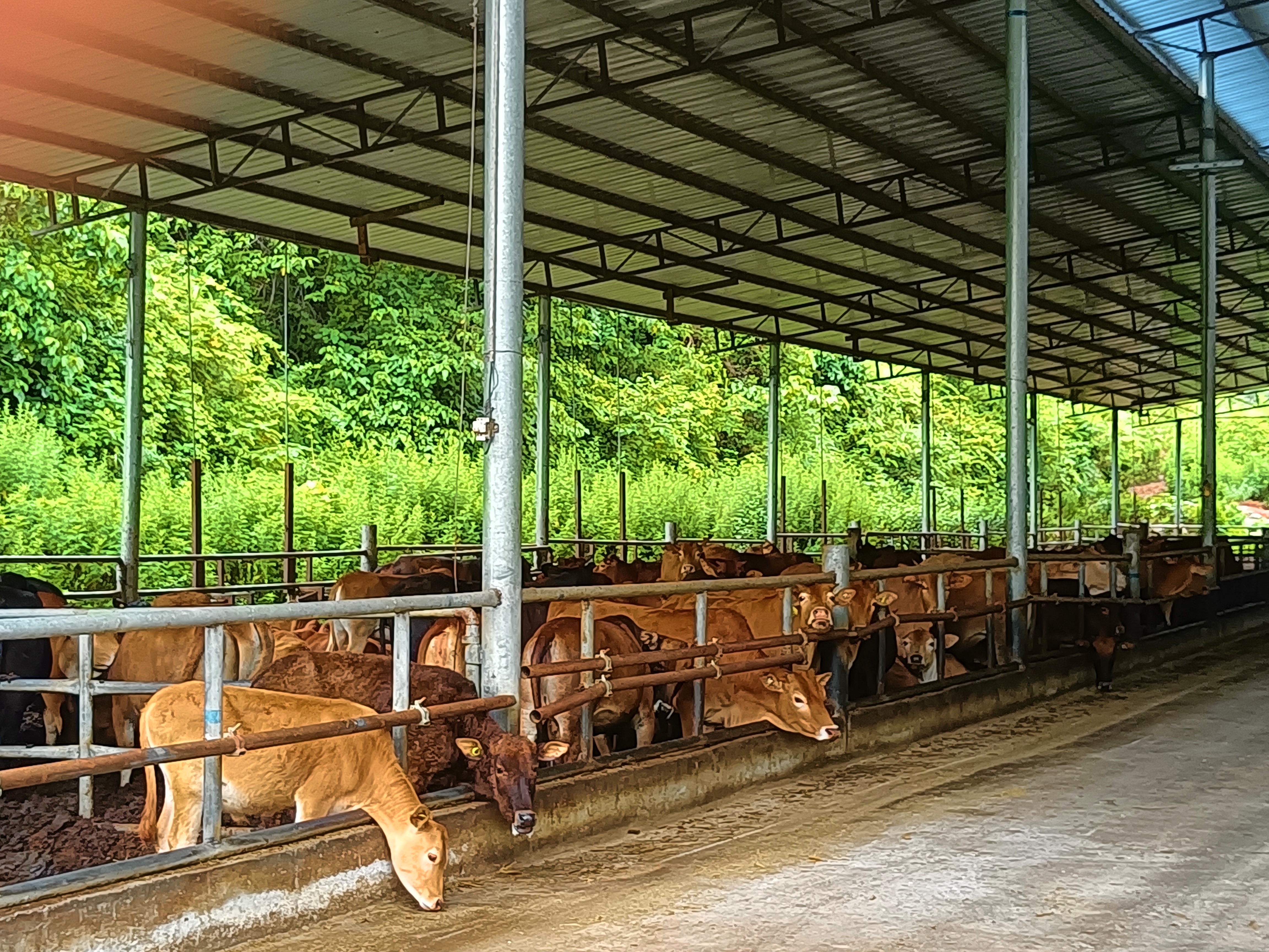 云南广南县高峰牛.