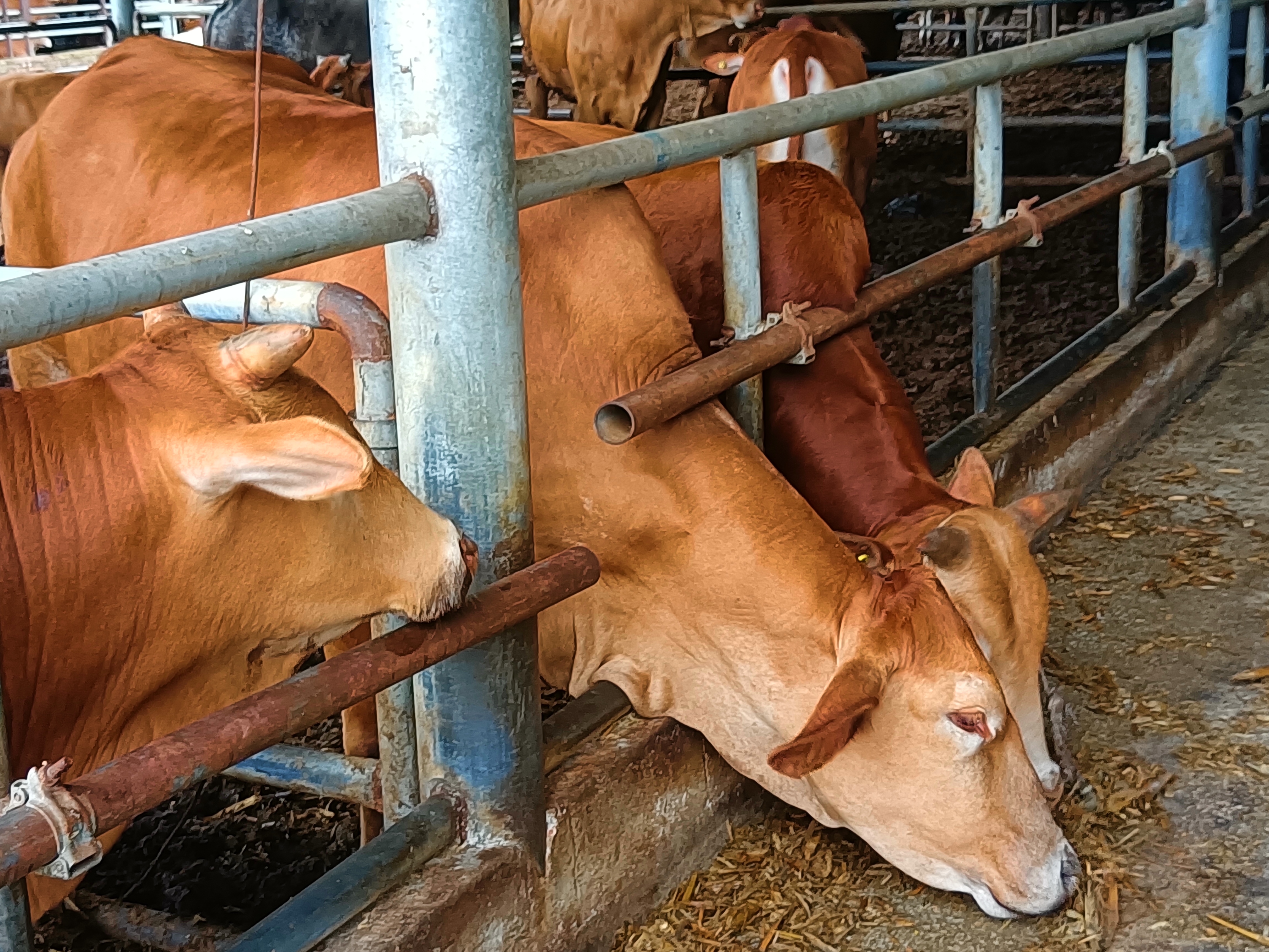 云南广南县高峰牛.