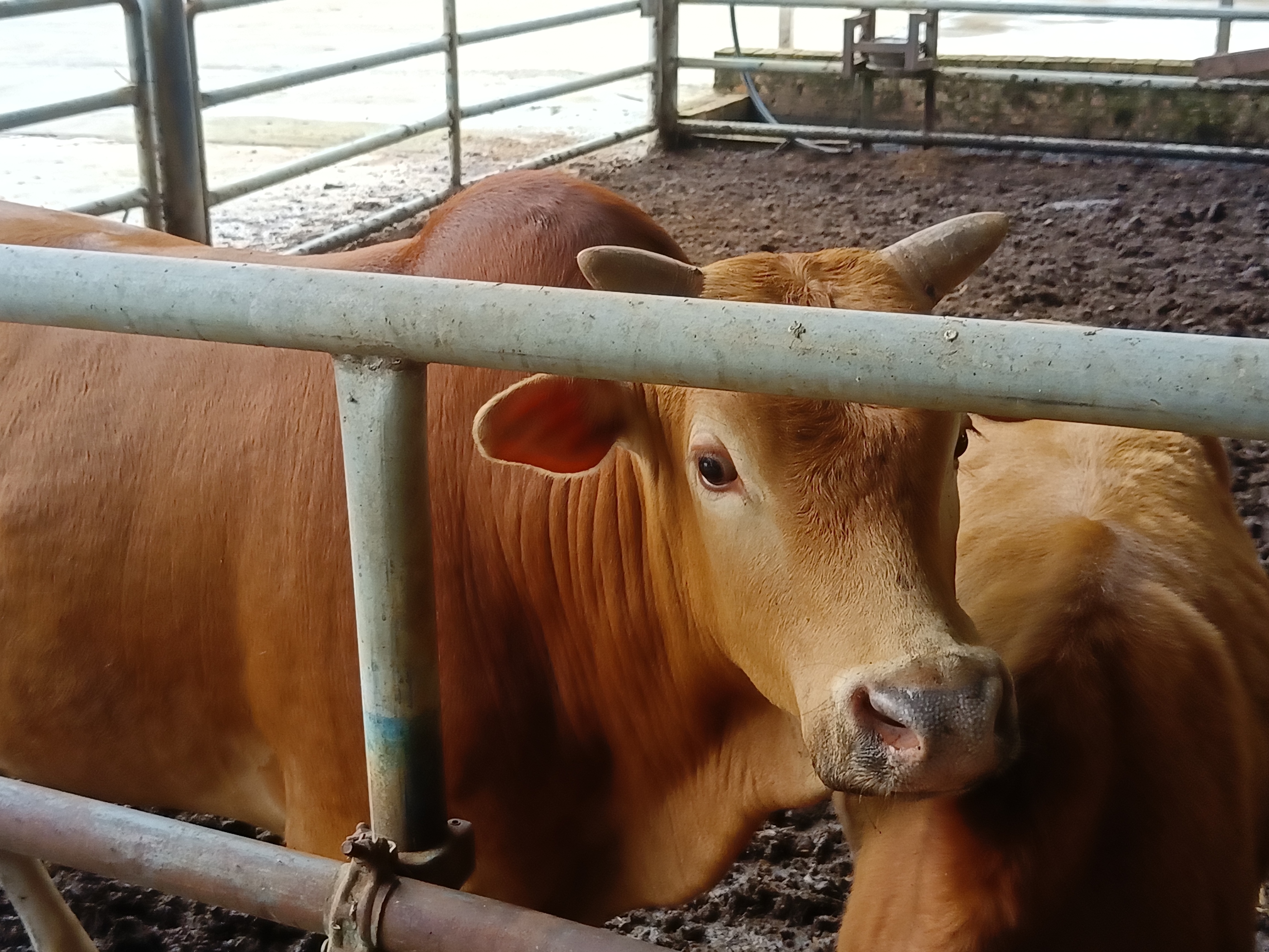 云南广南县高峰牛.