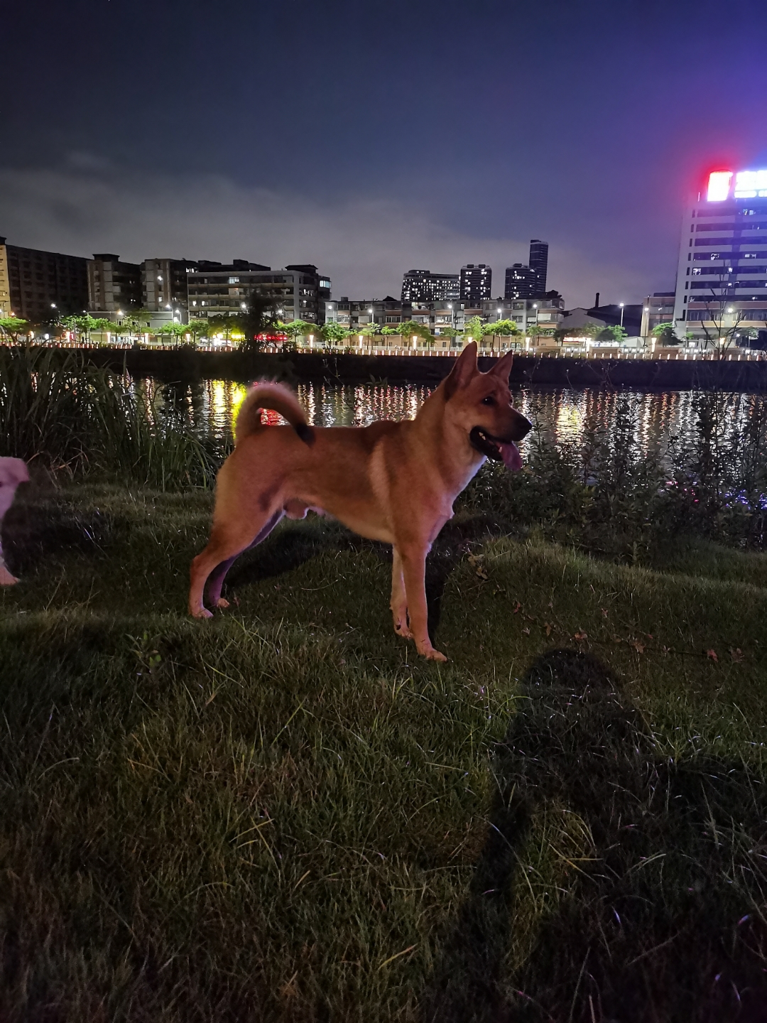 晚上遛弯儿,狗子超开心,夜景美得像幅画!