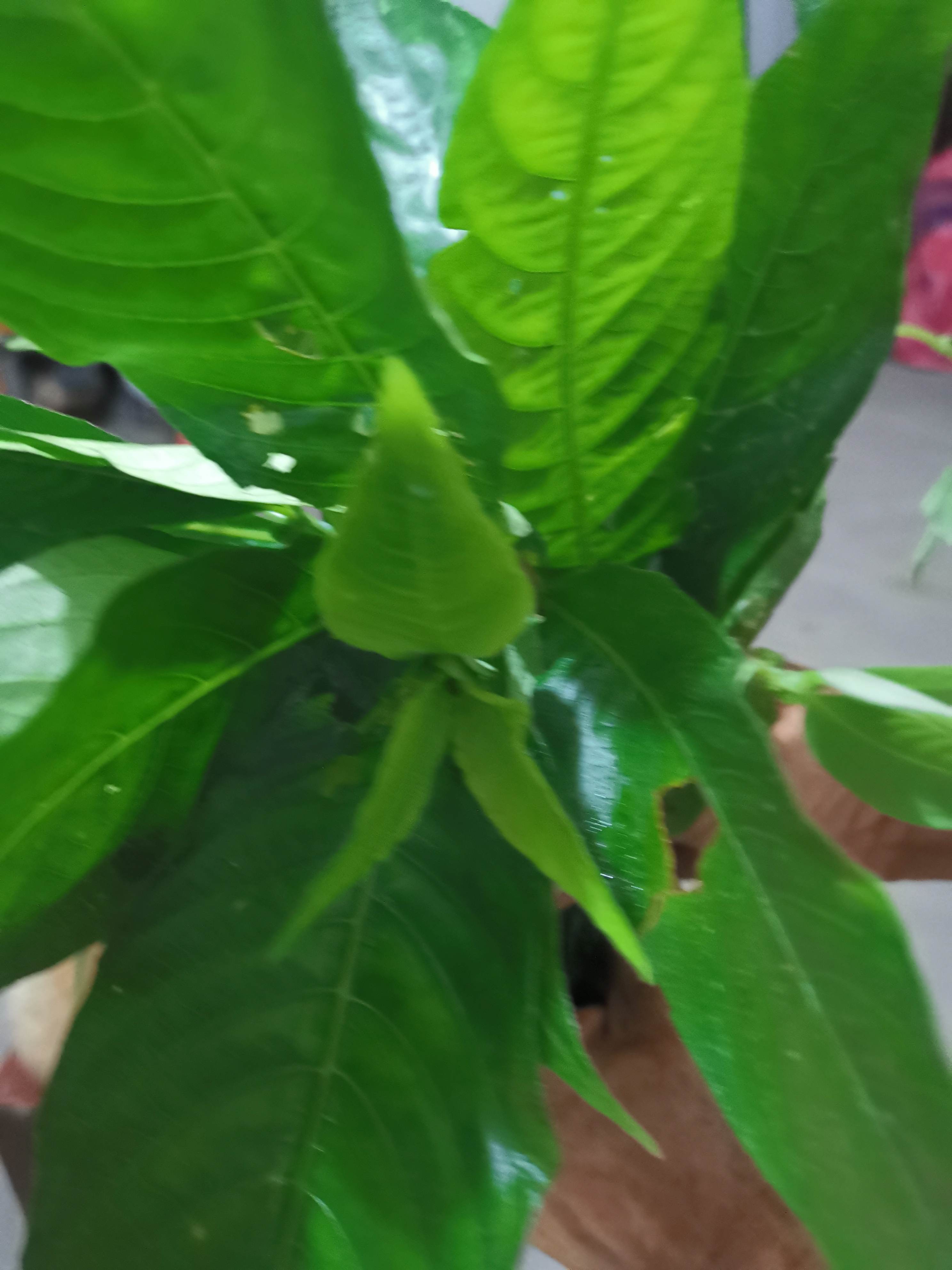 高山野生甜茶,一片绿色茶叶冲水饮无需加糖,且首甜味可口,原生态野生