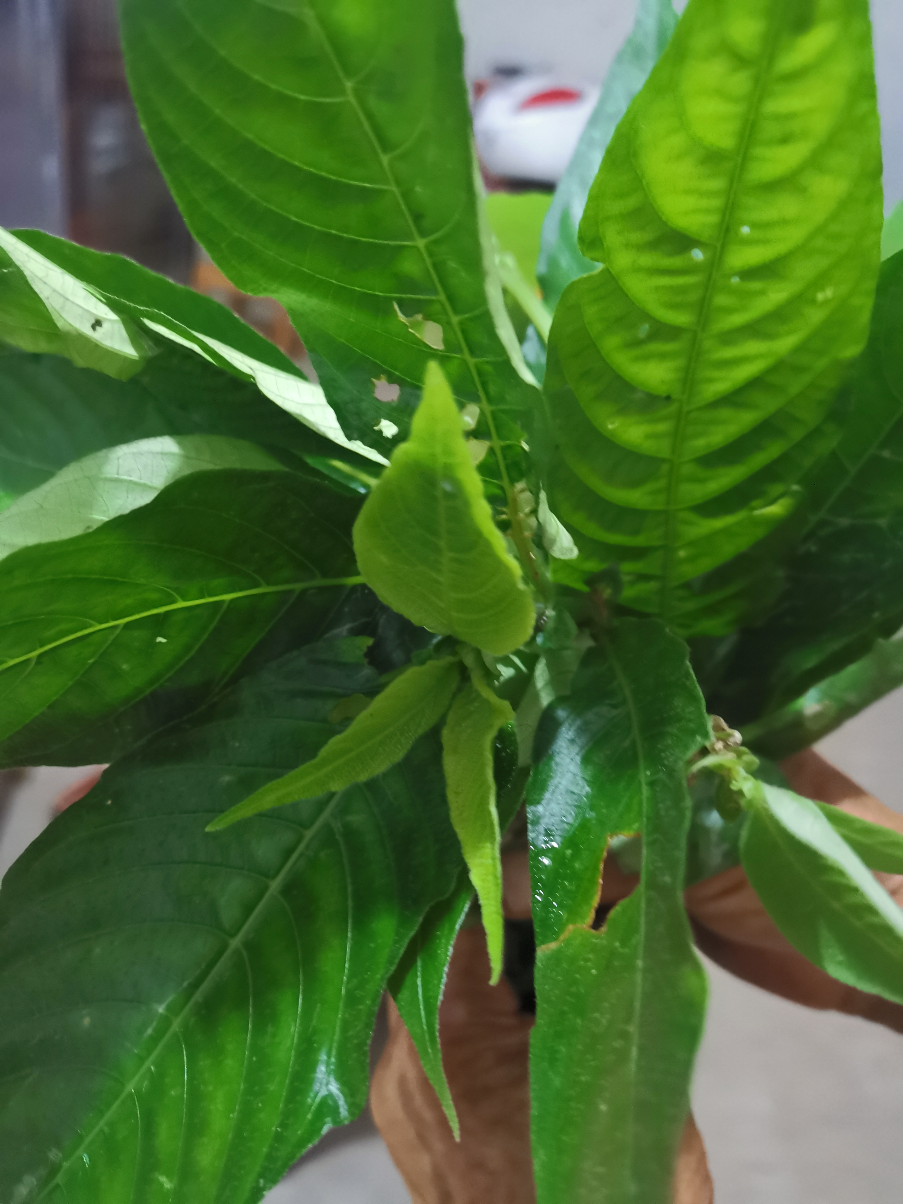 高山野生甜茶,一片绿色茶叶冲水饮无需加糖,且首甜味可口,原生态野生