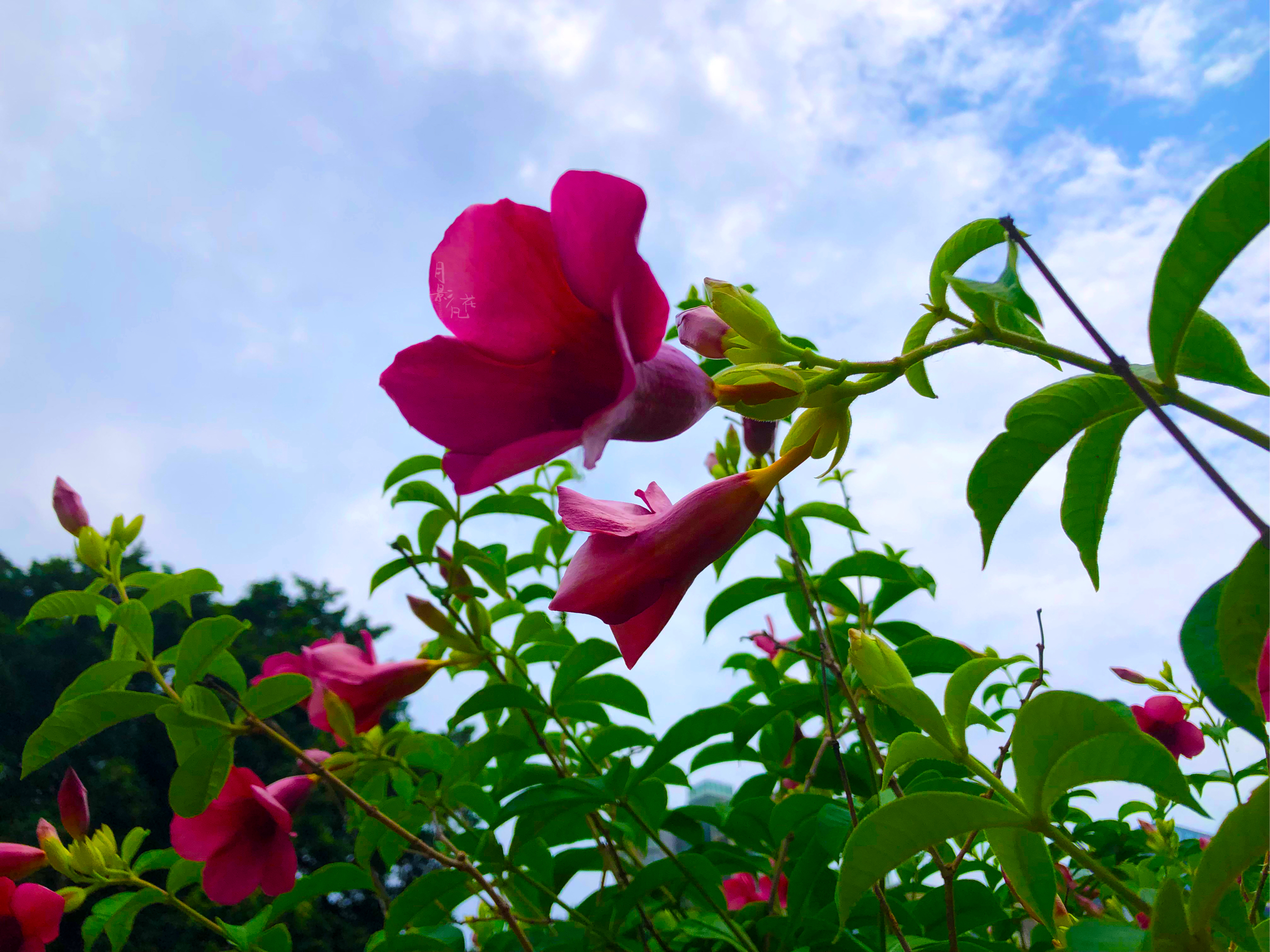 蝉花的图片图片