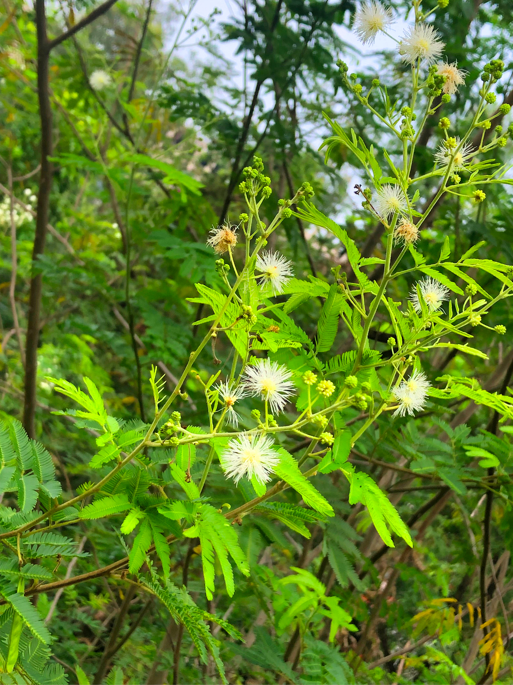 含羞草花精灵王图片