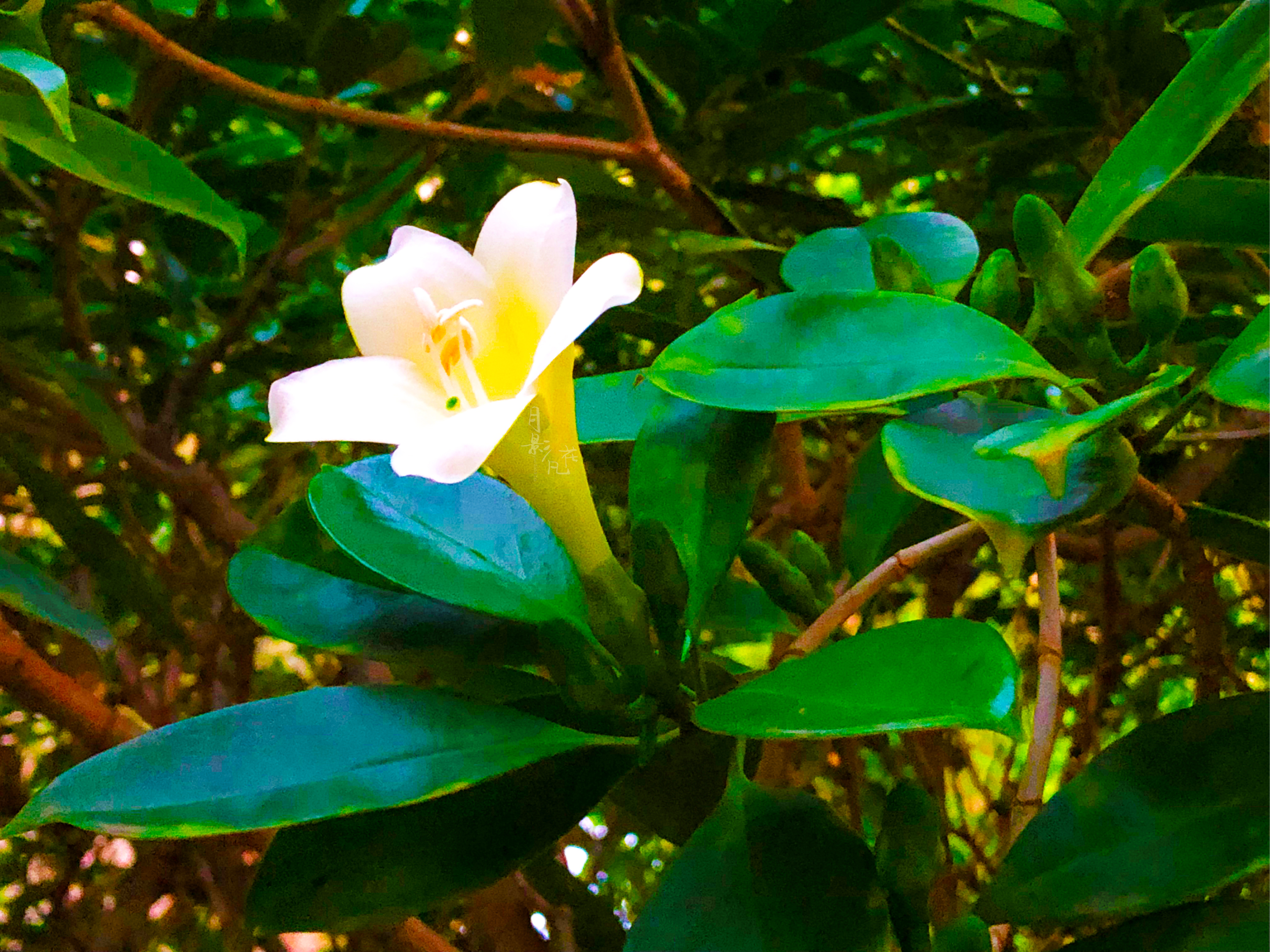 黄蒙拉茉莉花图片