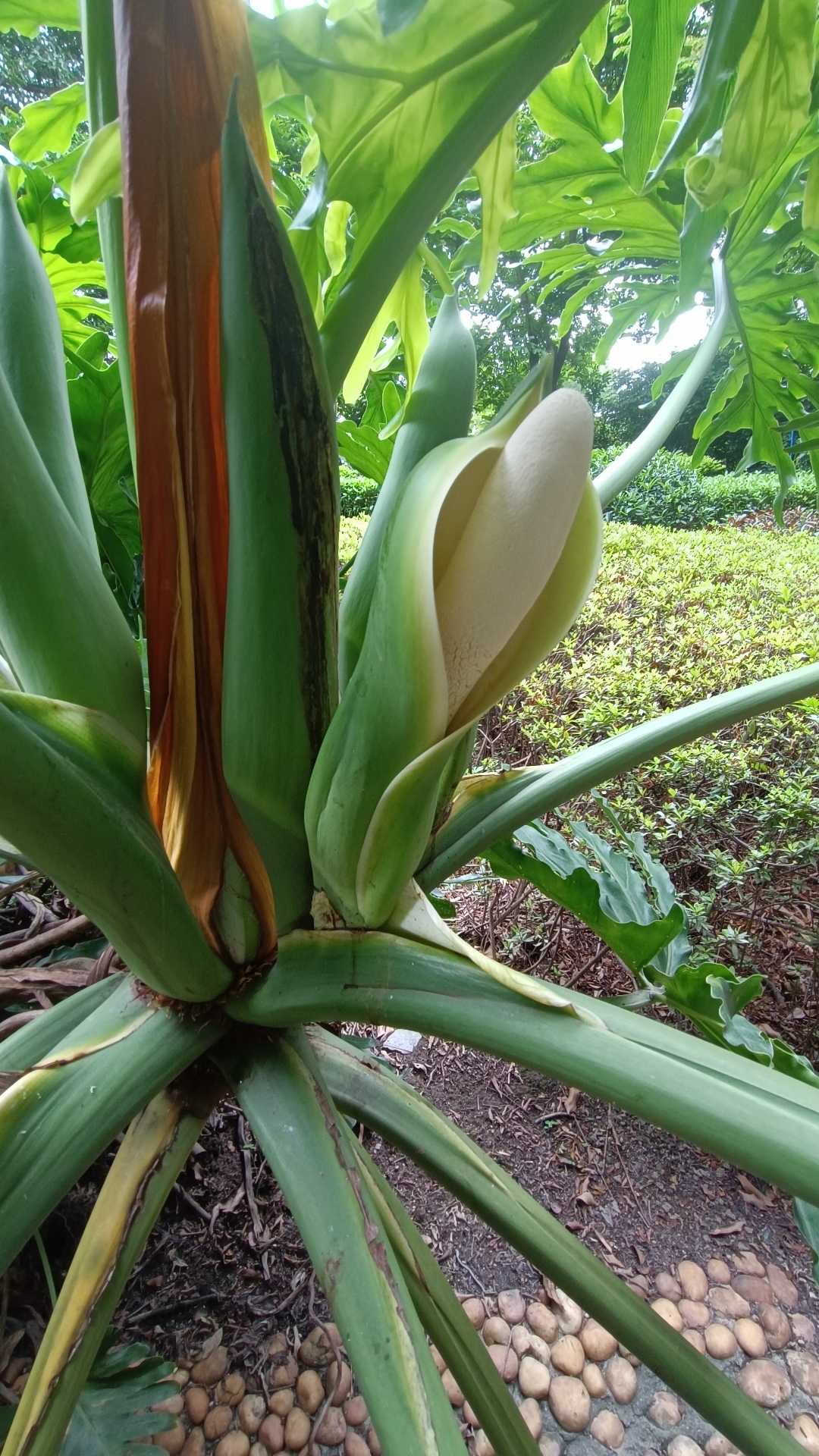 芃羽植物图片