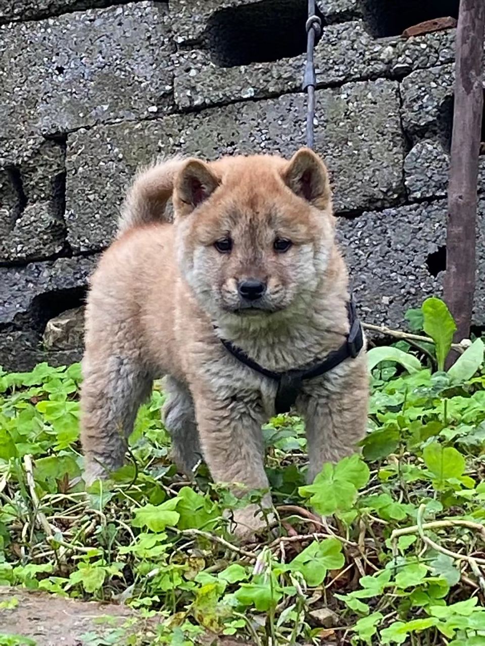 虎头小公犬,品相一流,胆量十足听话,看家护院好好