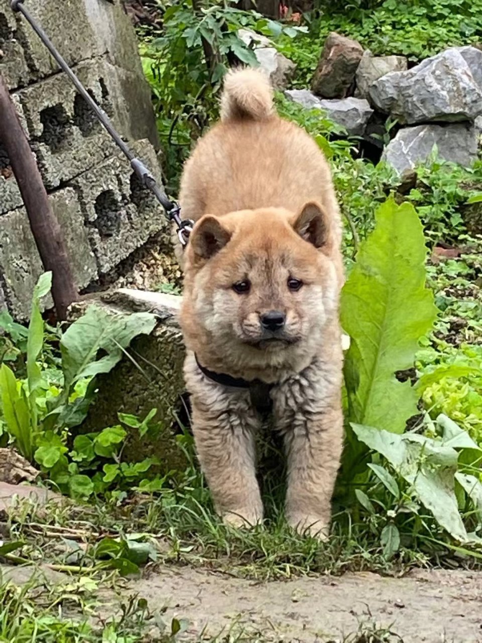 虎头小公犬,品相一流,胆量十足听话,看家护院好好