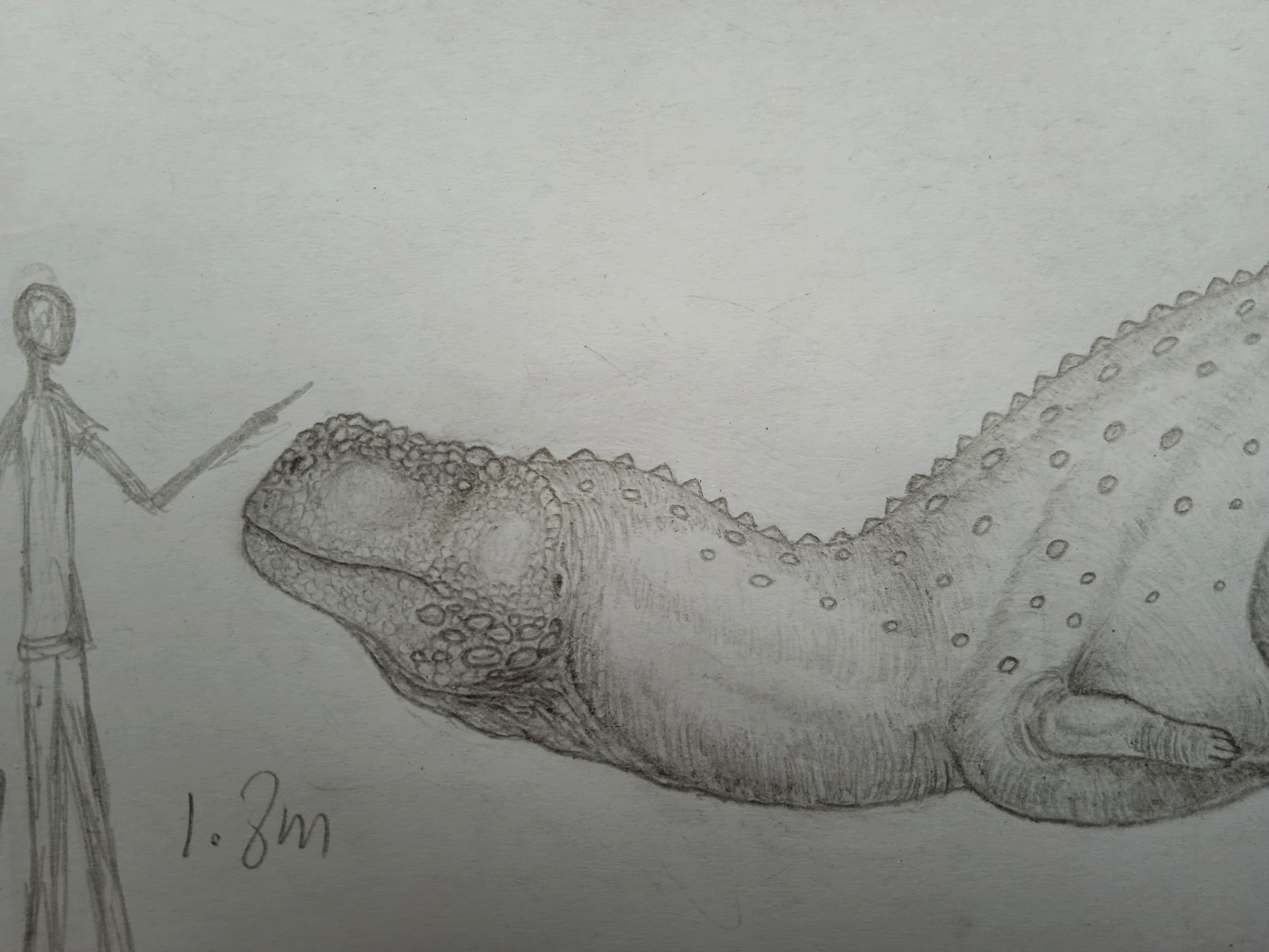 印度鳄龙(画渣屑作) 一种较大型的食肉恐龙(听说很有名,但是怎么感觉